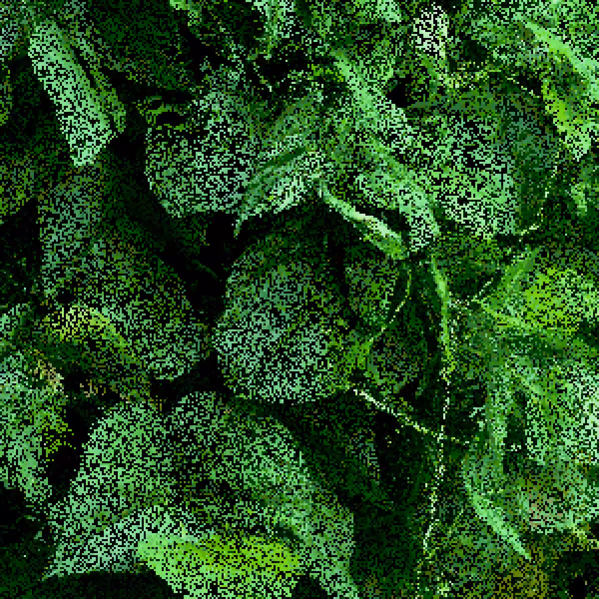 Cucumber Leaves