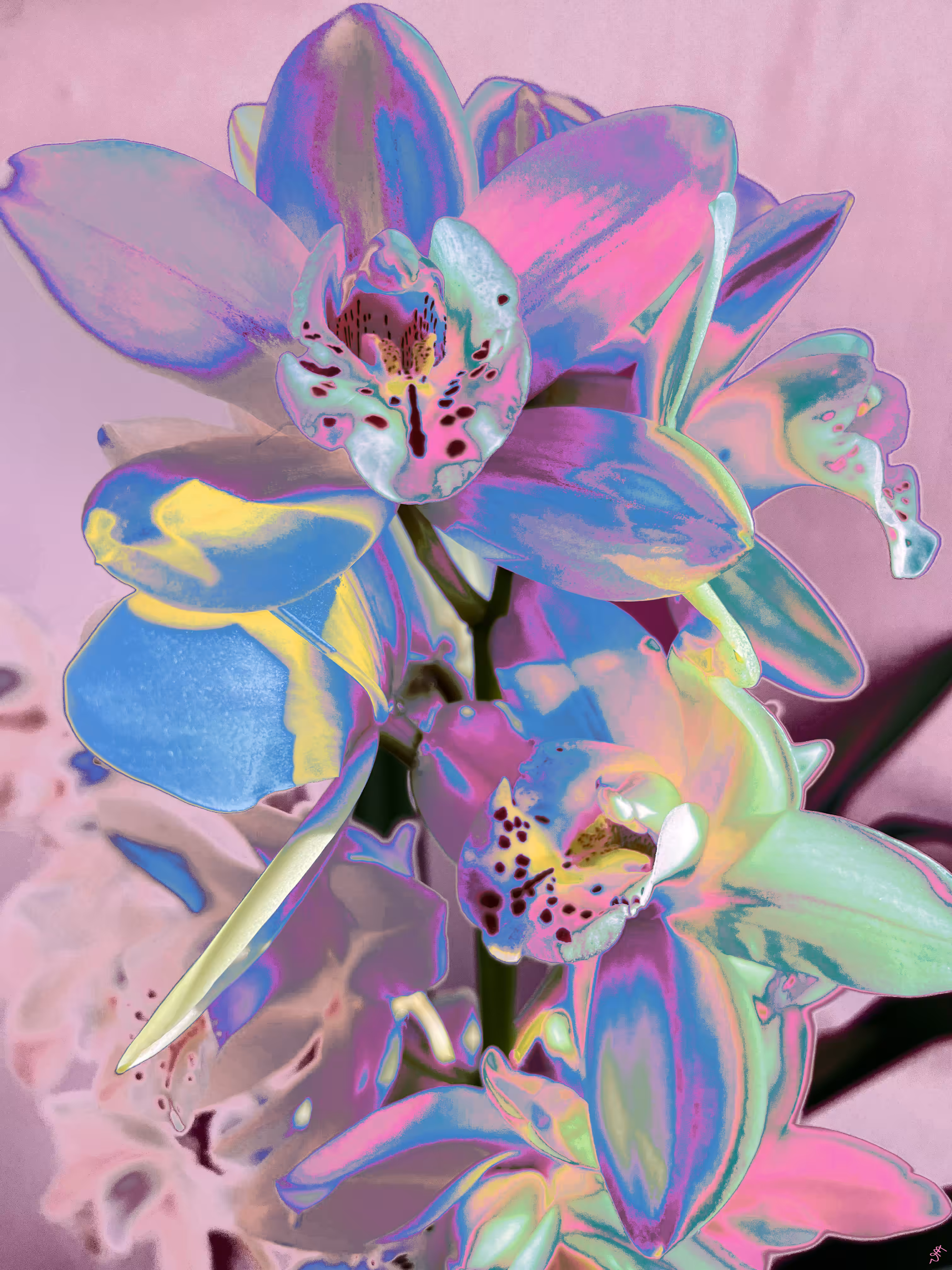Orchid