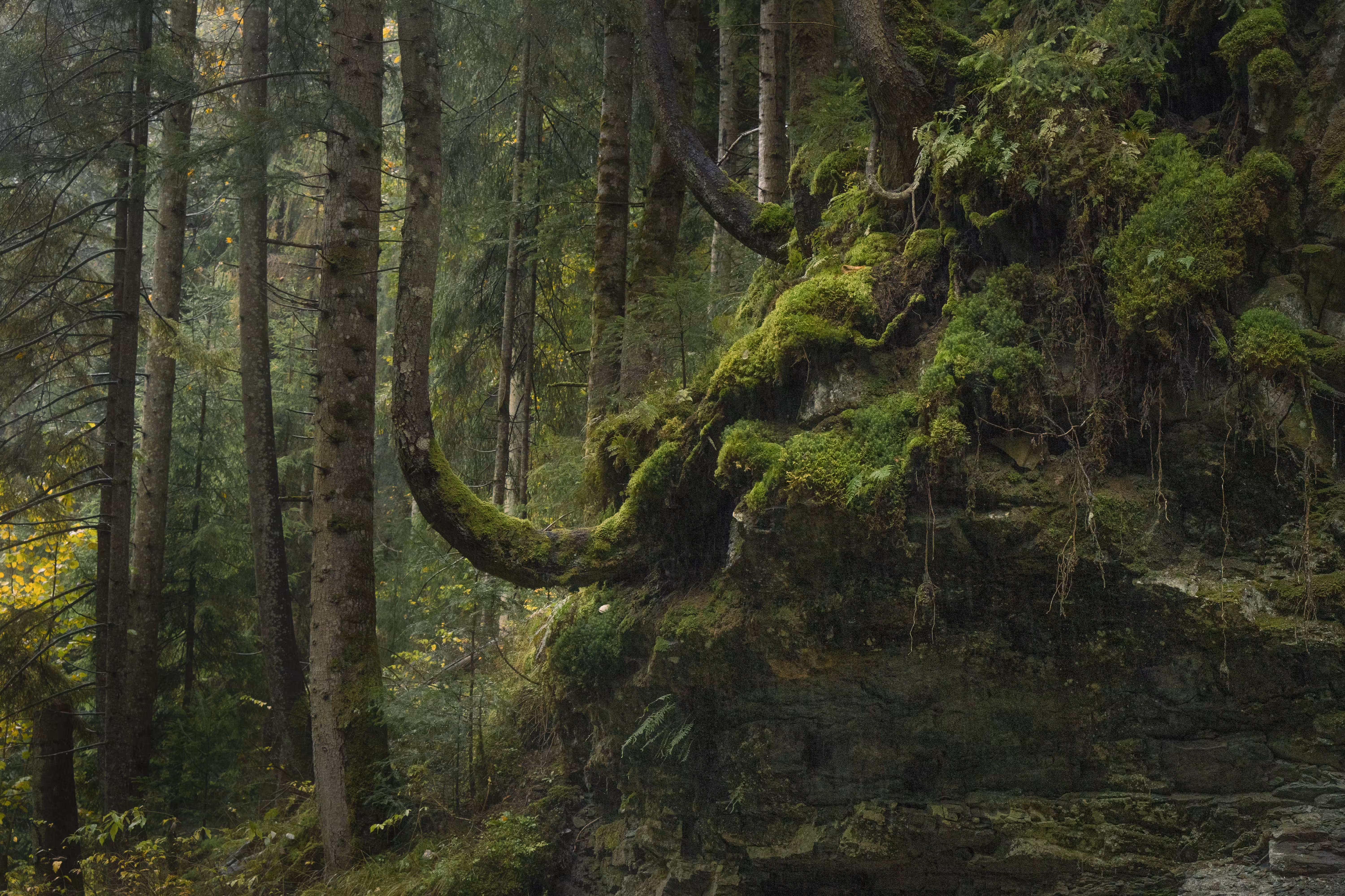 Enchanting Forest