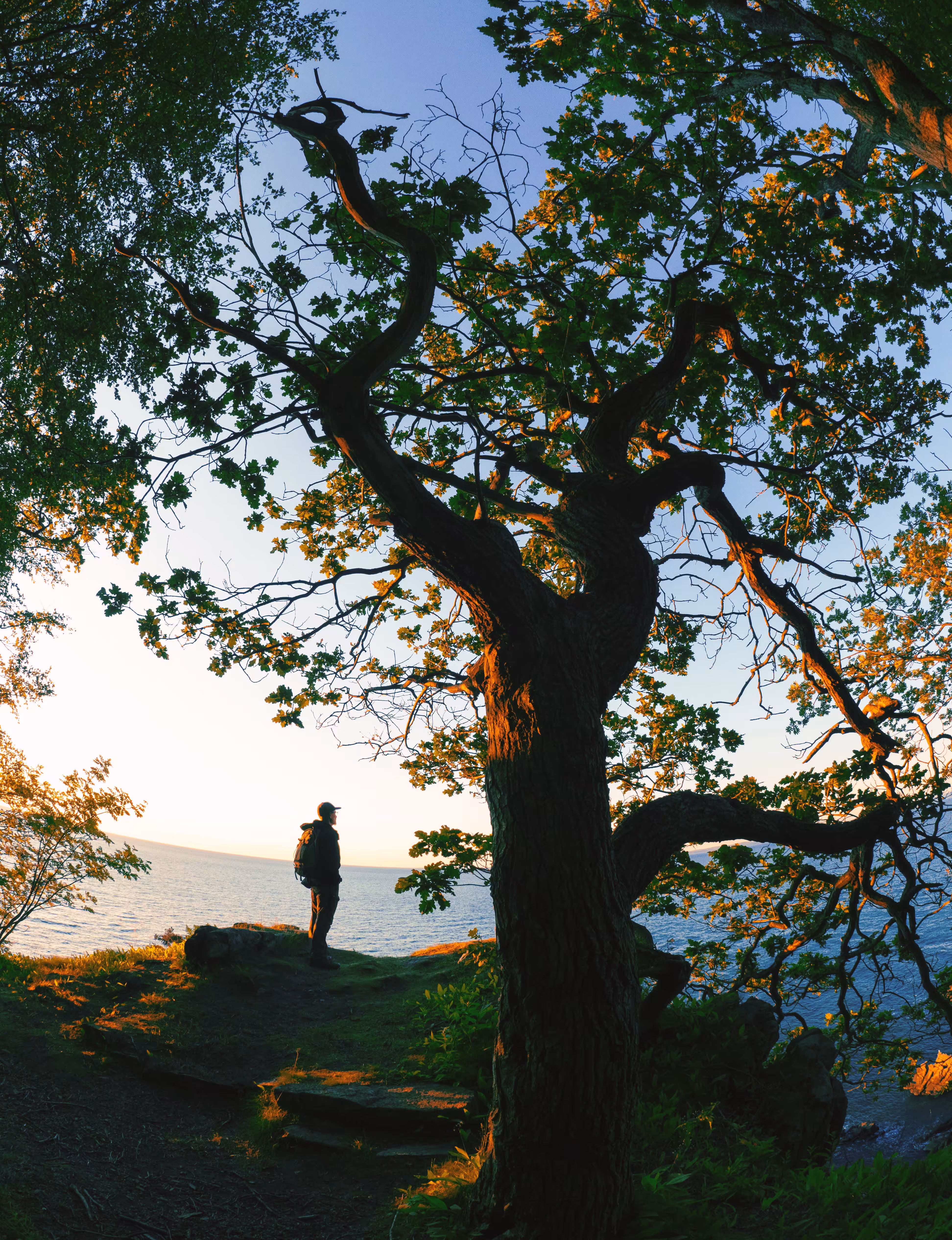 Home Grown: Big Tree 