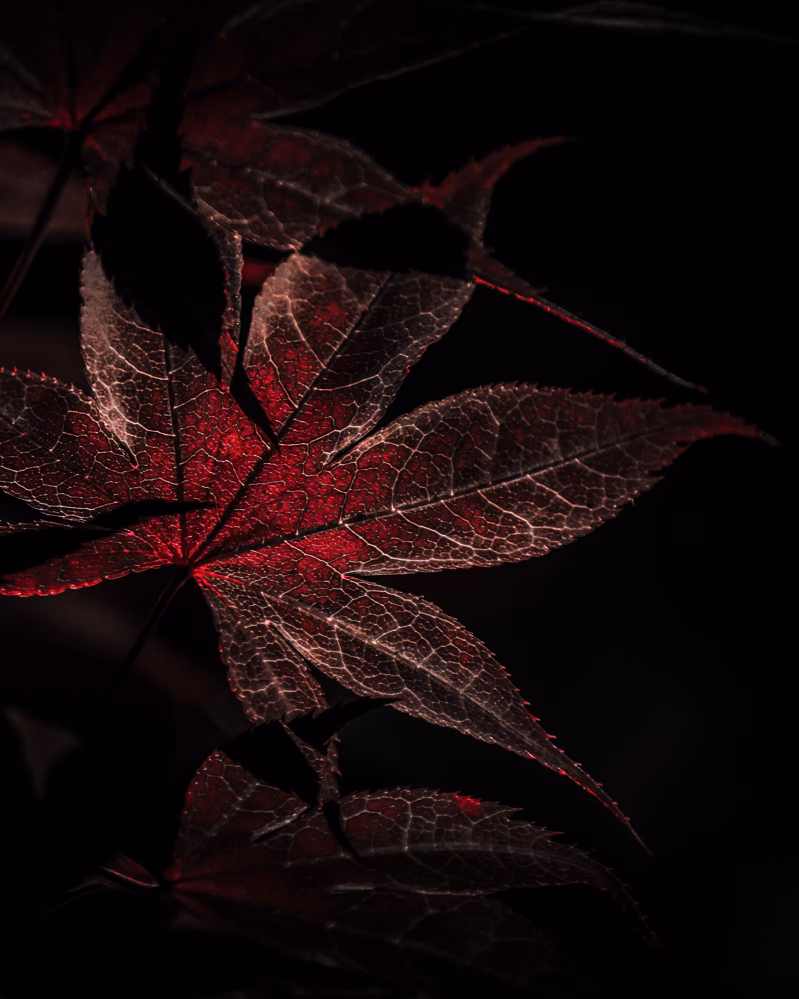 Scarlet Fever: Clarity