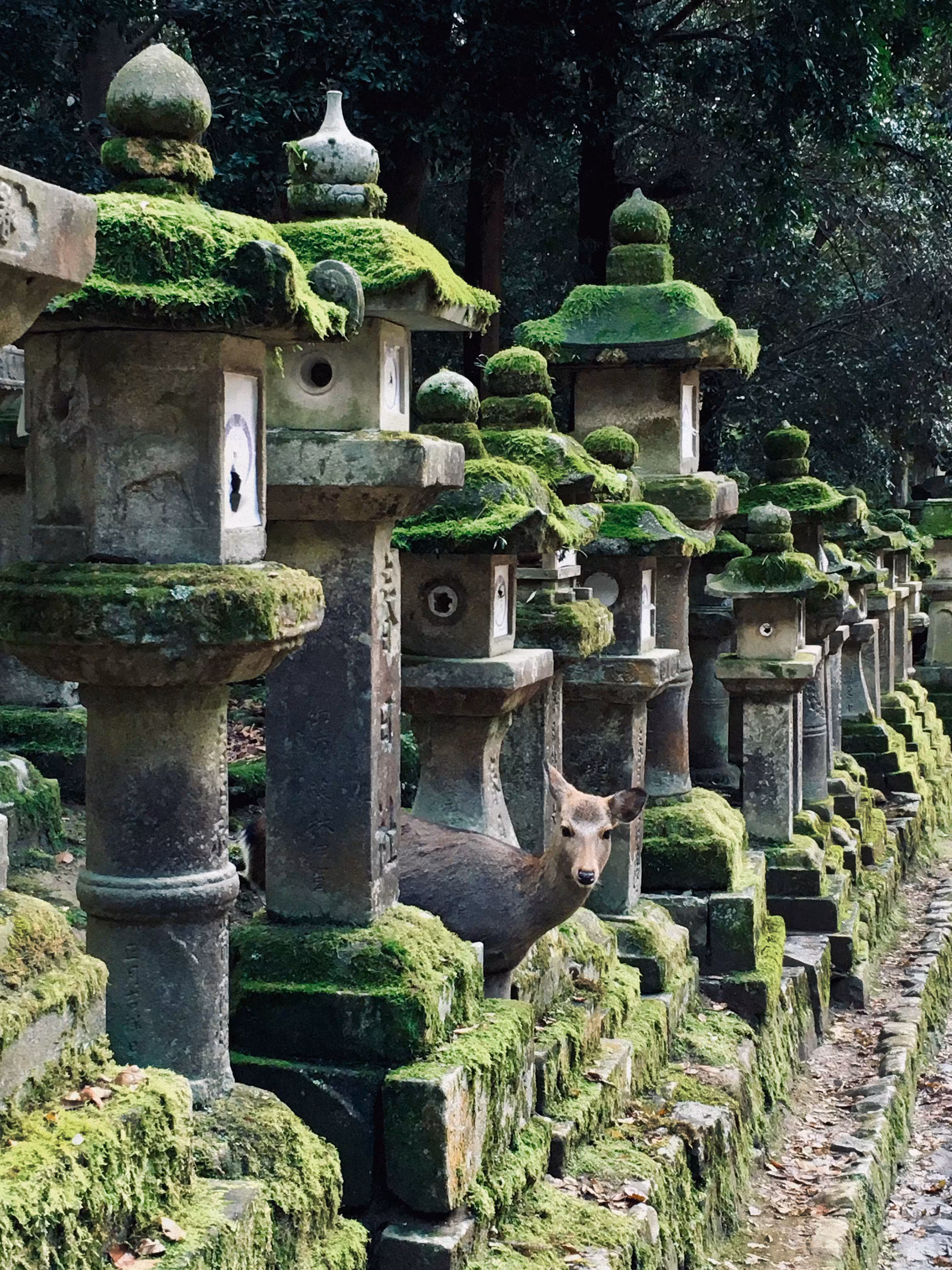moss temple resident