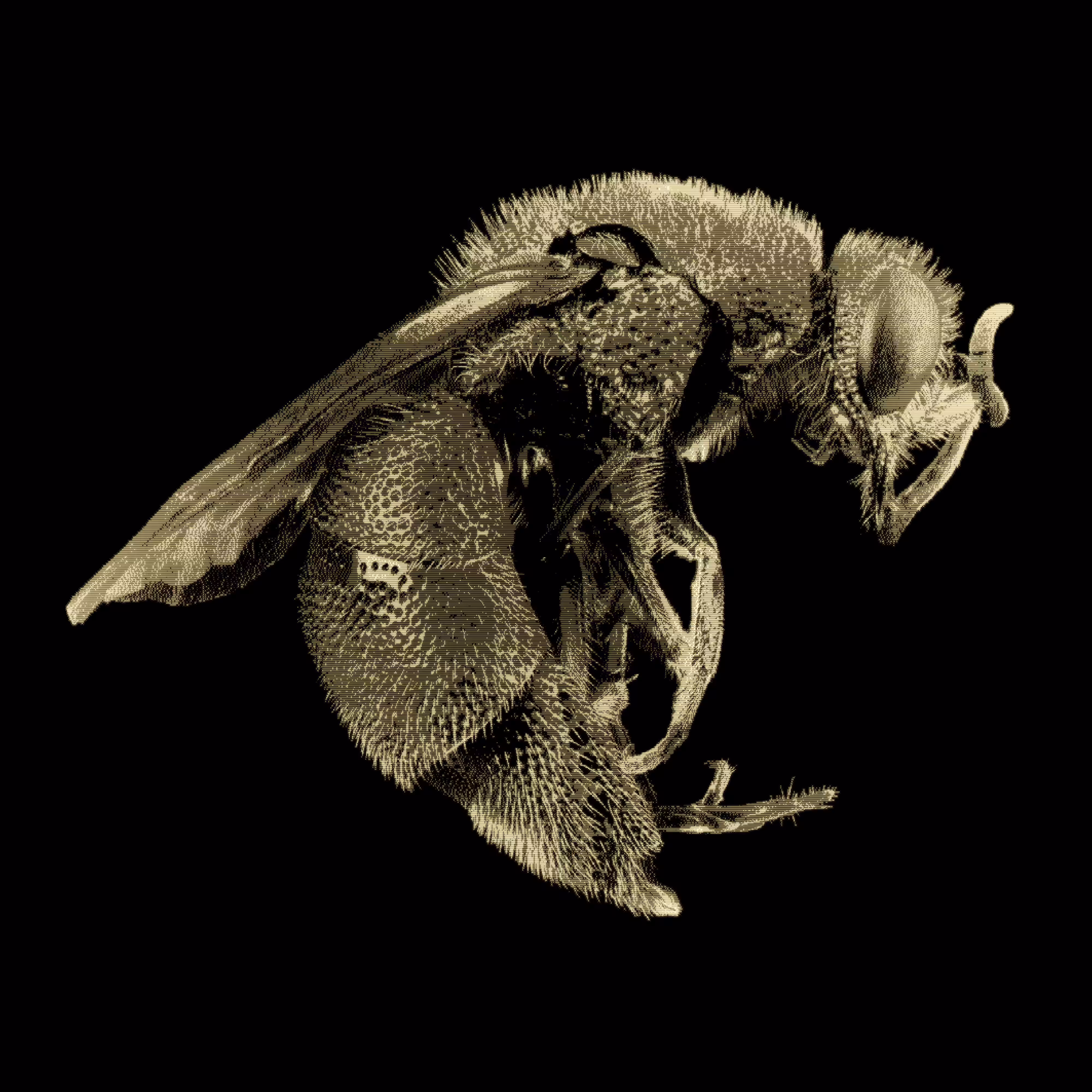 Insecta III - Gold Edition