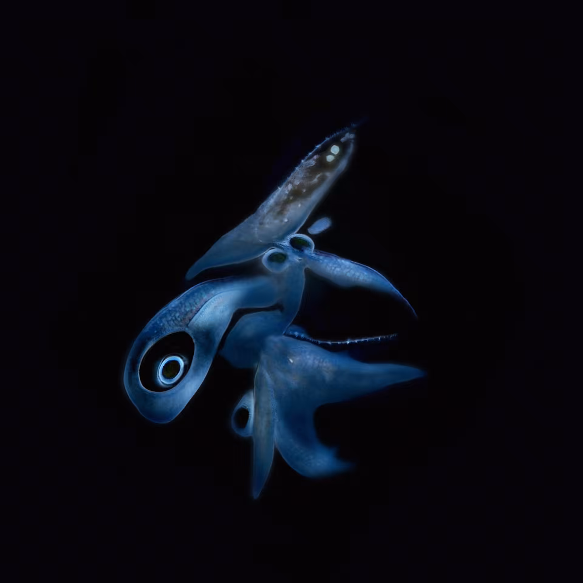 Sperma 35