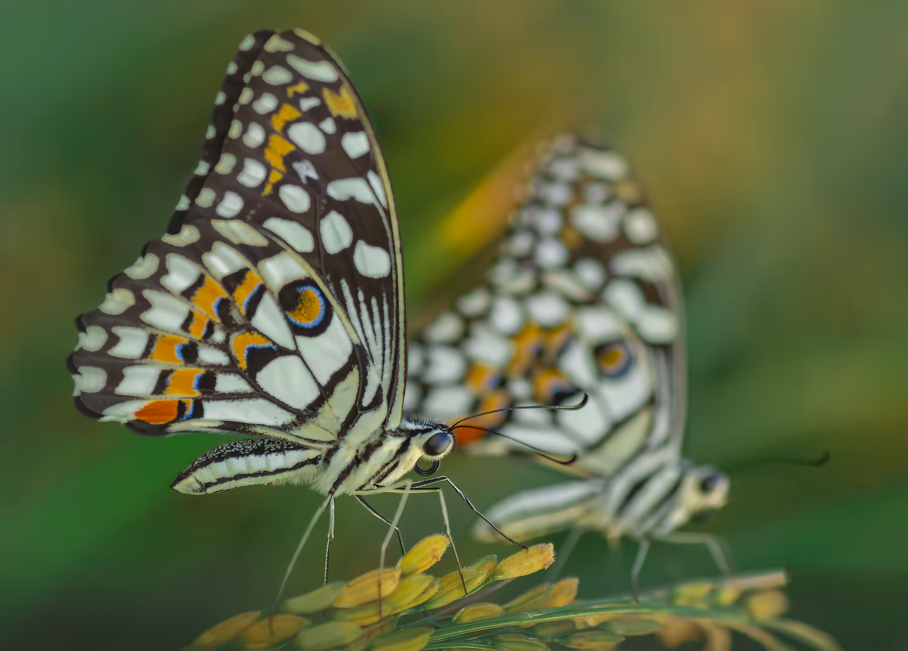 Butterfly - Common Lime 