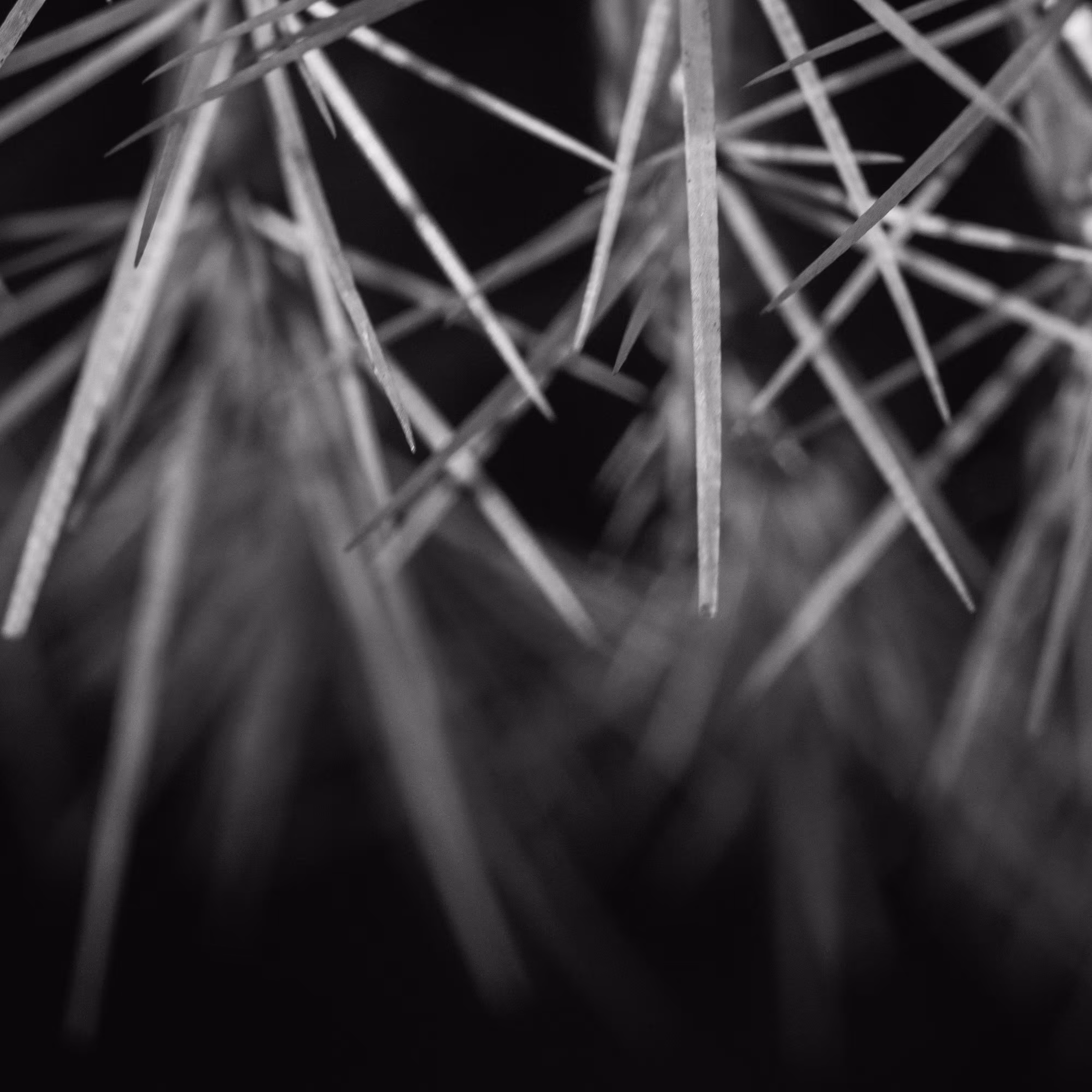 Cactus trees