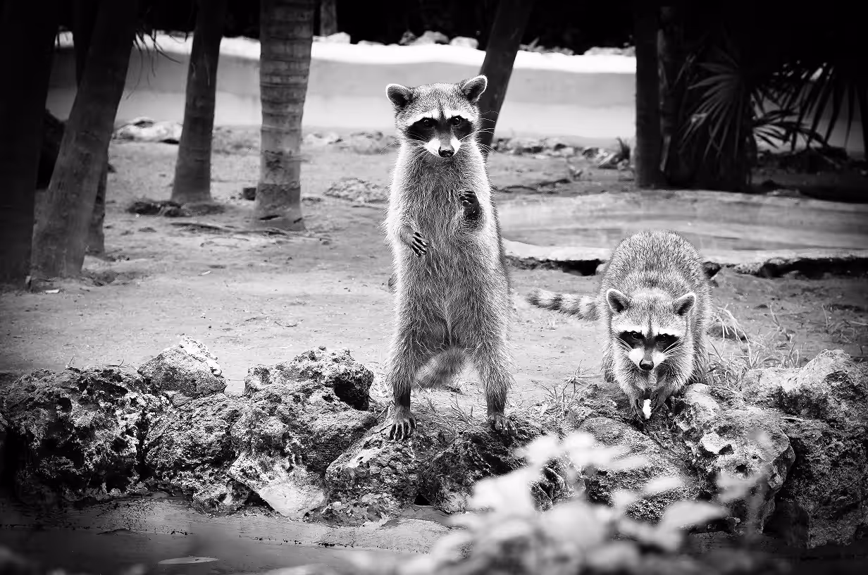 Raccoon