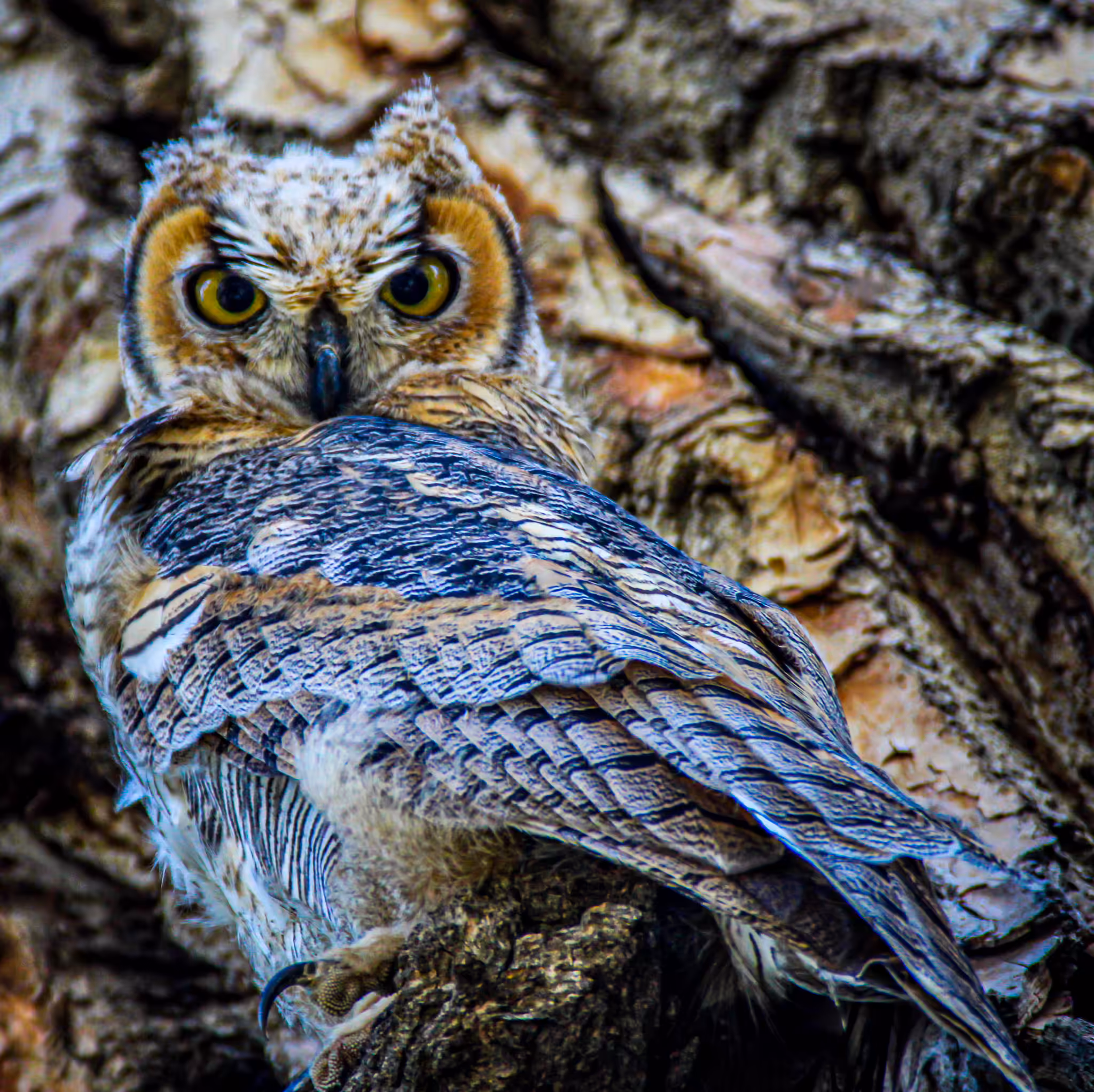 Great Horned Owl (getting horny)