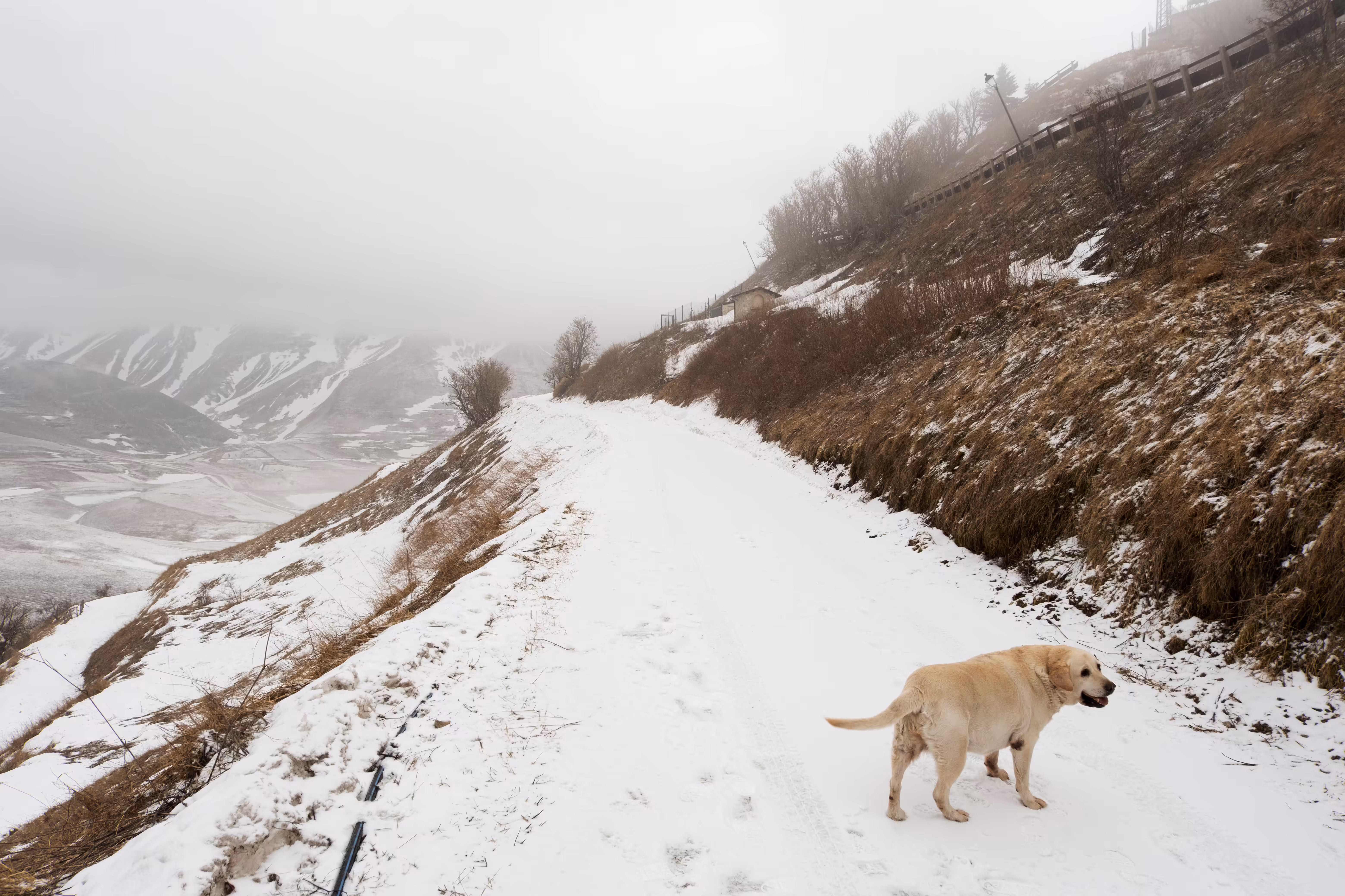 Dog village