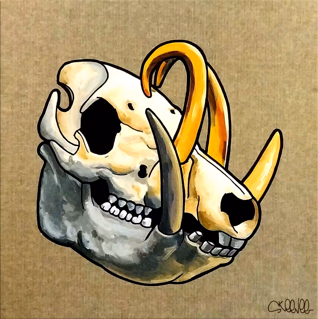 Babirusa Skull