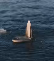 Whale trap