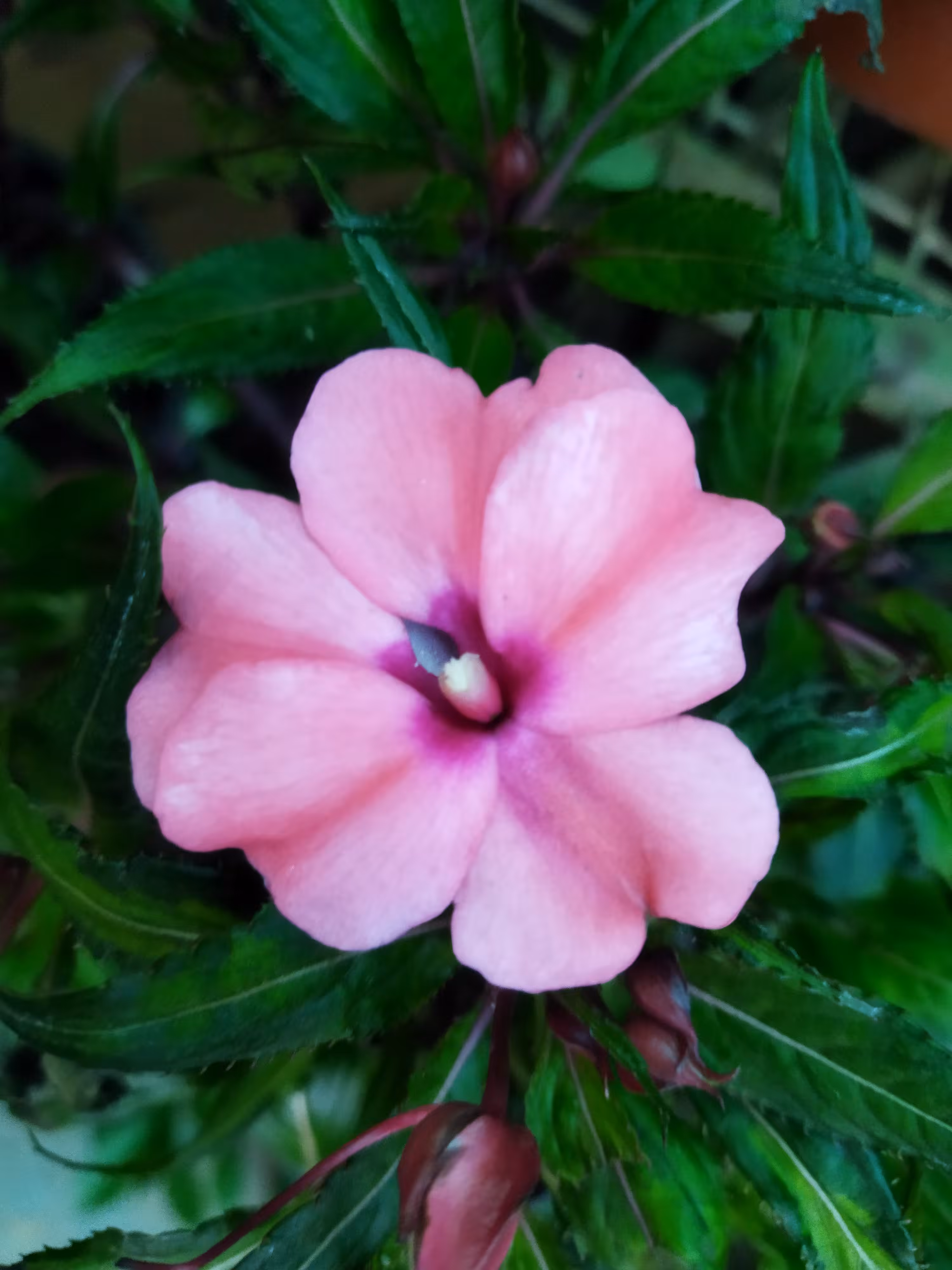 My World Of Flora And Fauna: Sultana 