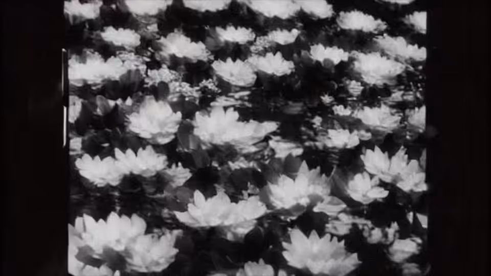 French Flowers