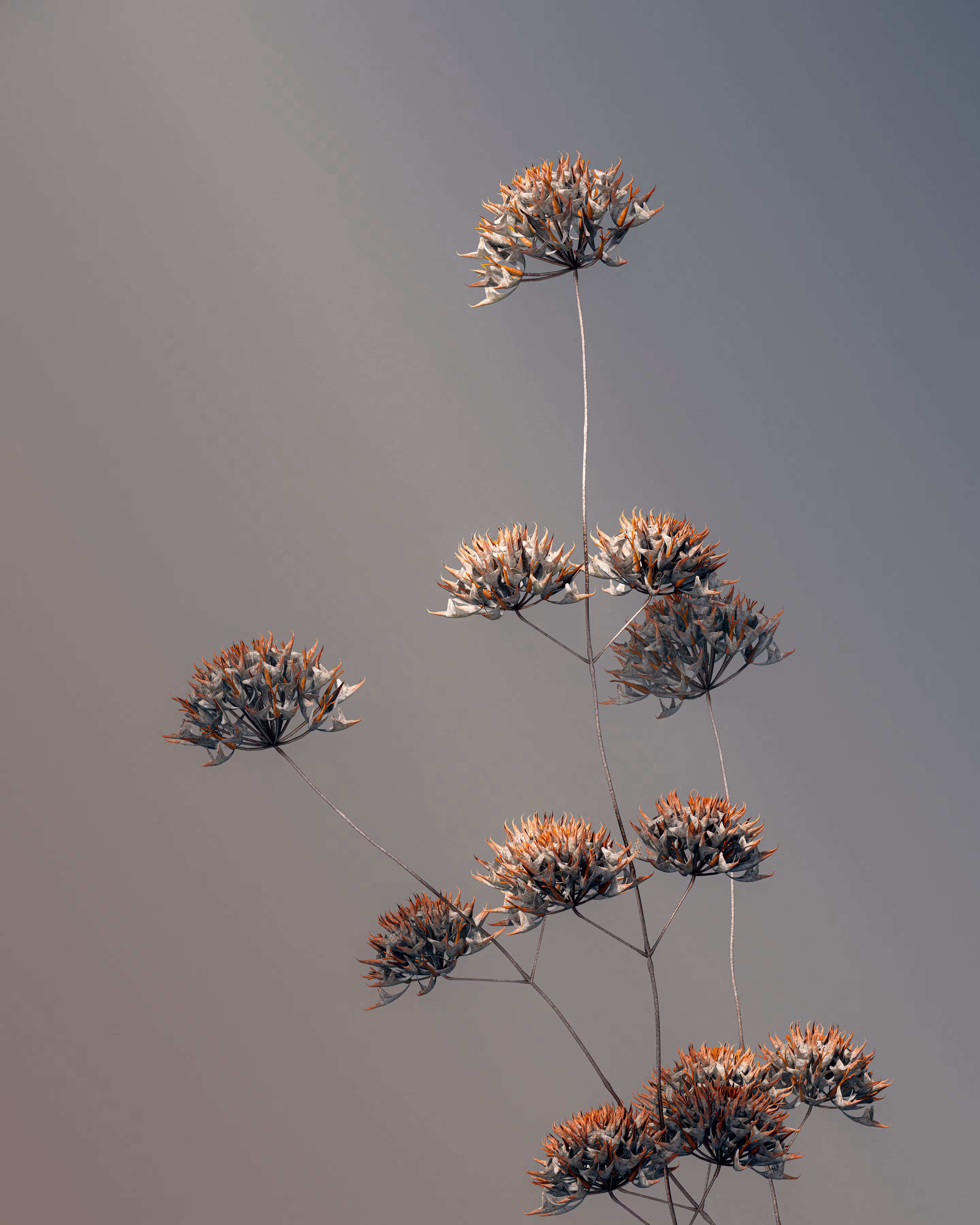 Algorithmic Still life #12