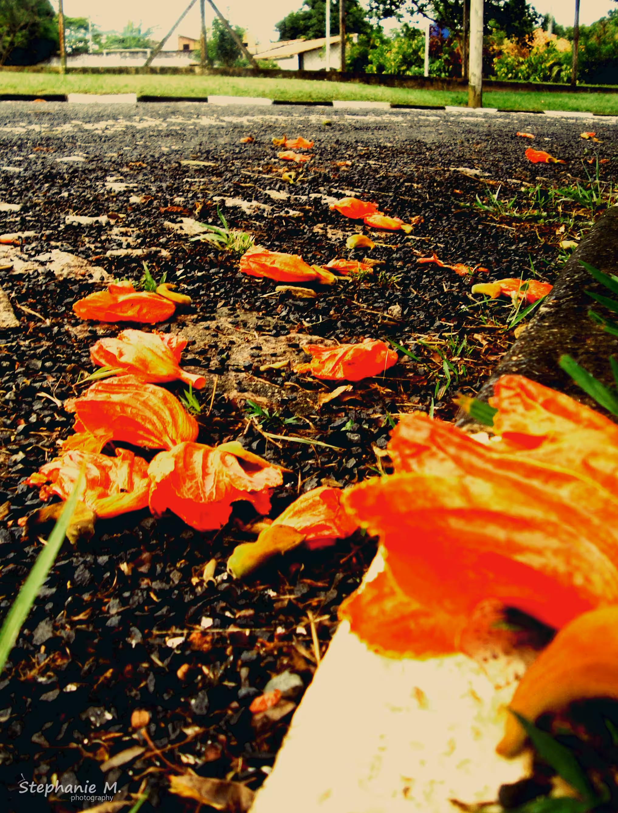 Petals Path