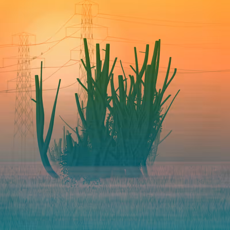 Morning Frost #30