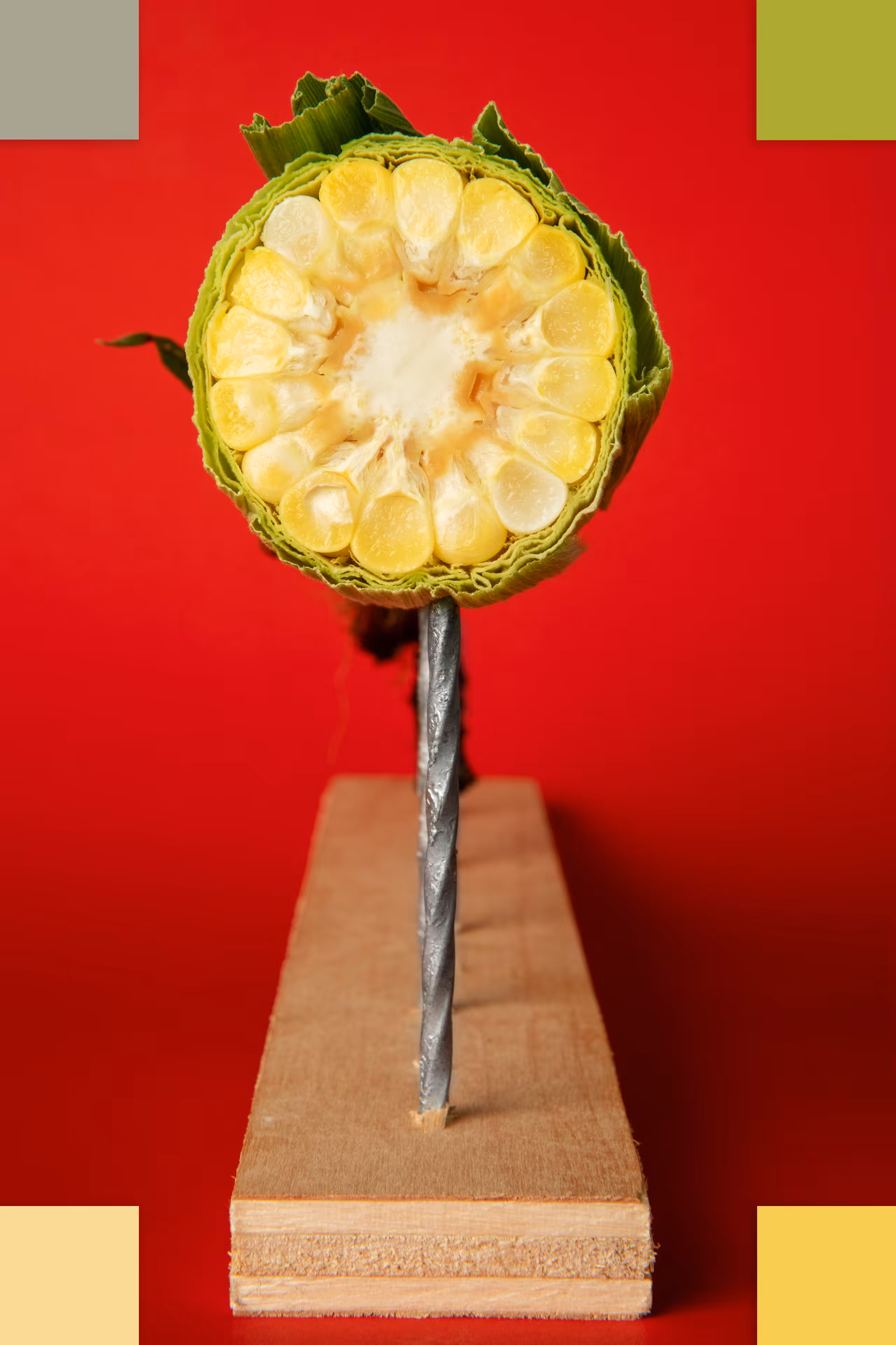 Cross Section of a Corn