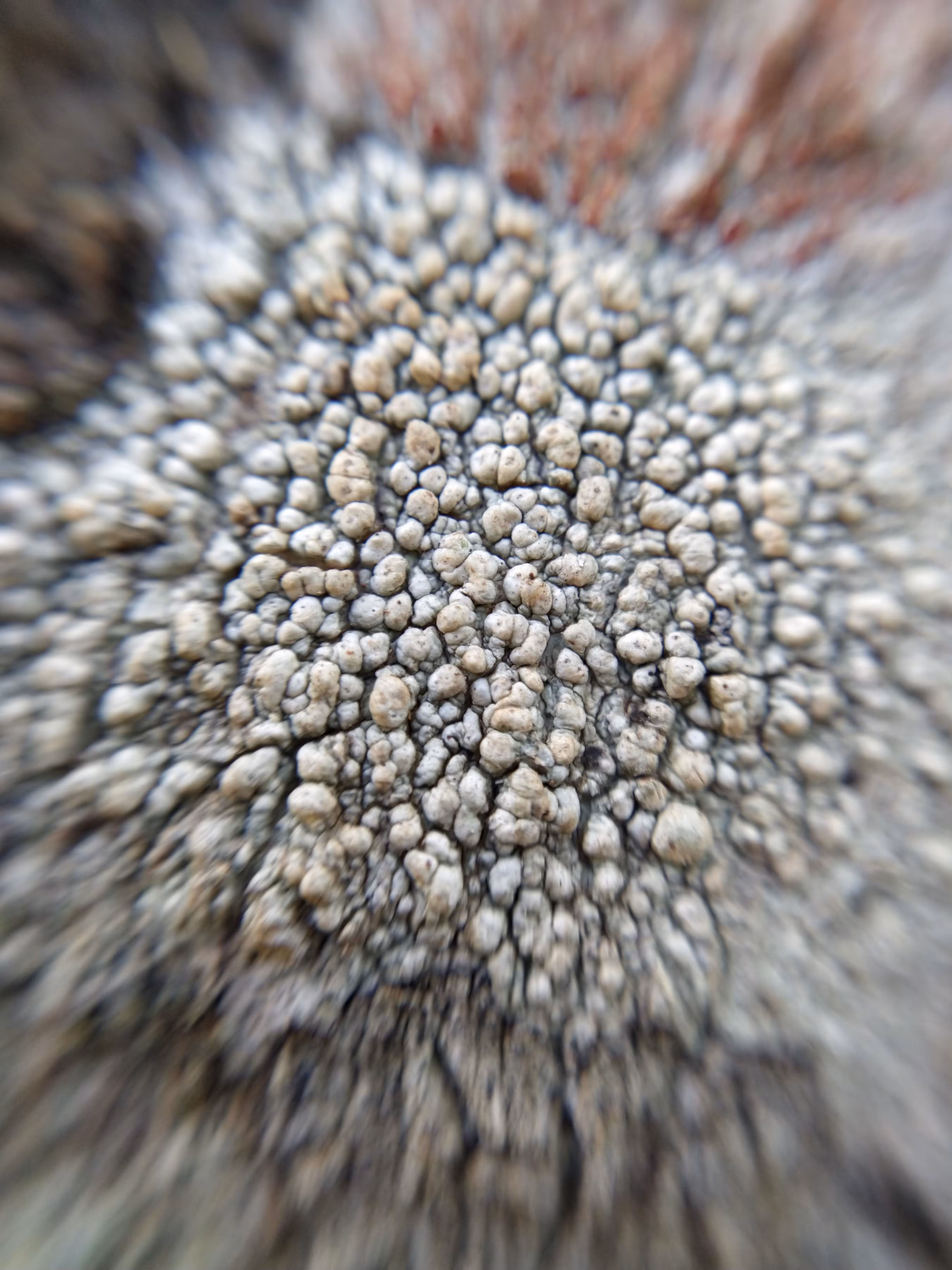 Micro Nature #17