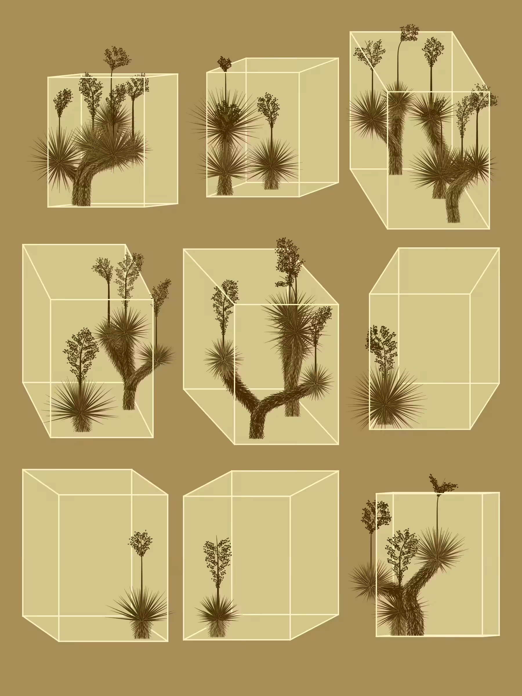 Marfa Yucca #156