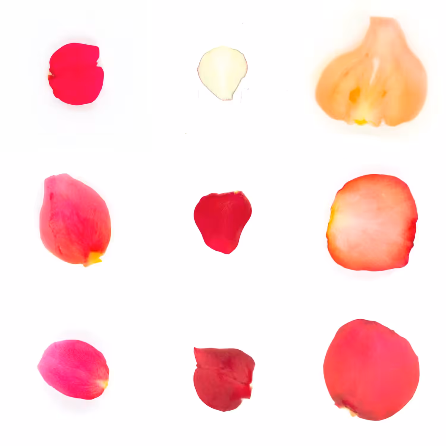 Infinite Petals 3x3#20515