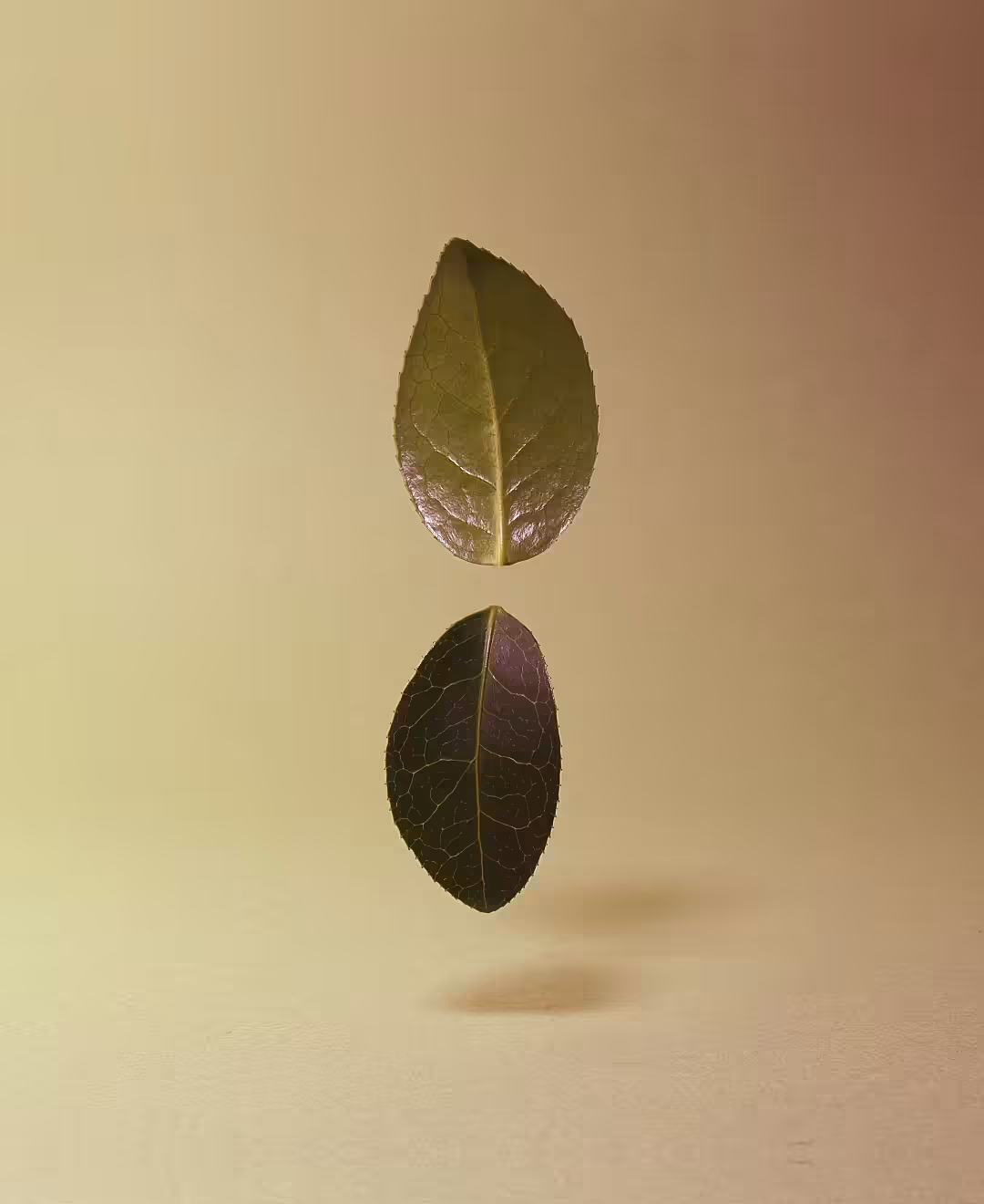 Leaves 