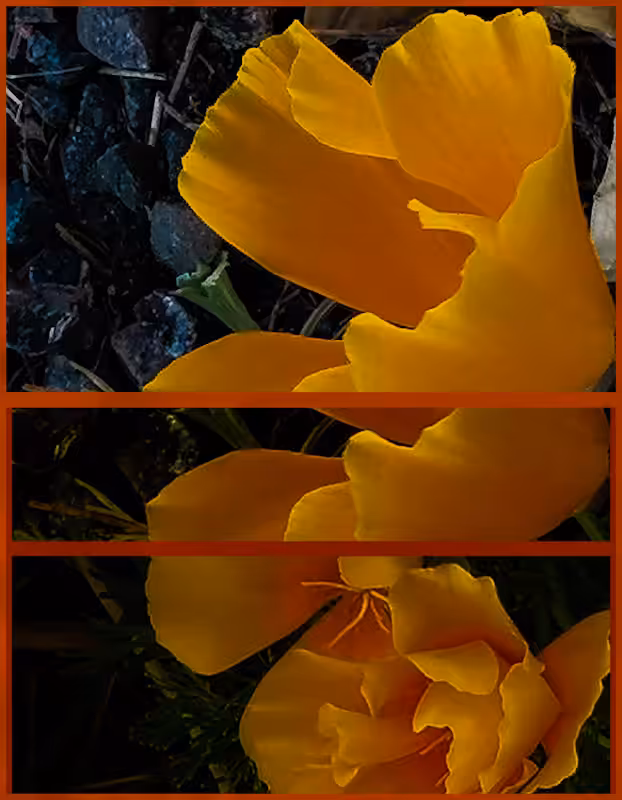 Golden's Flowers in twilight 