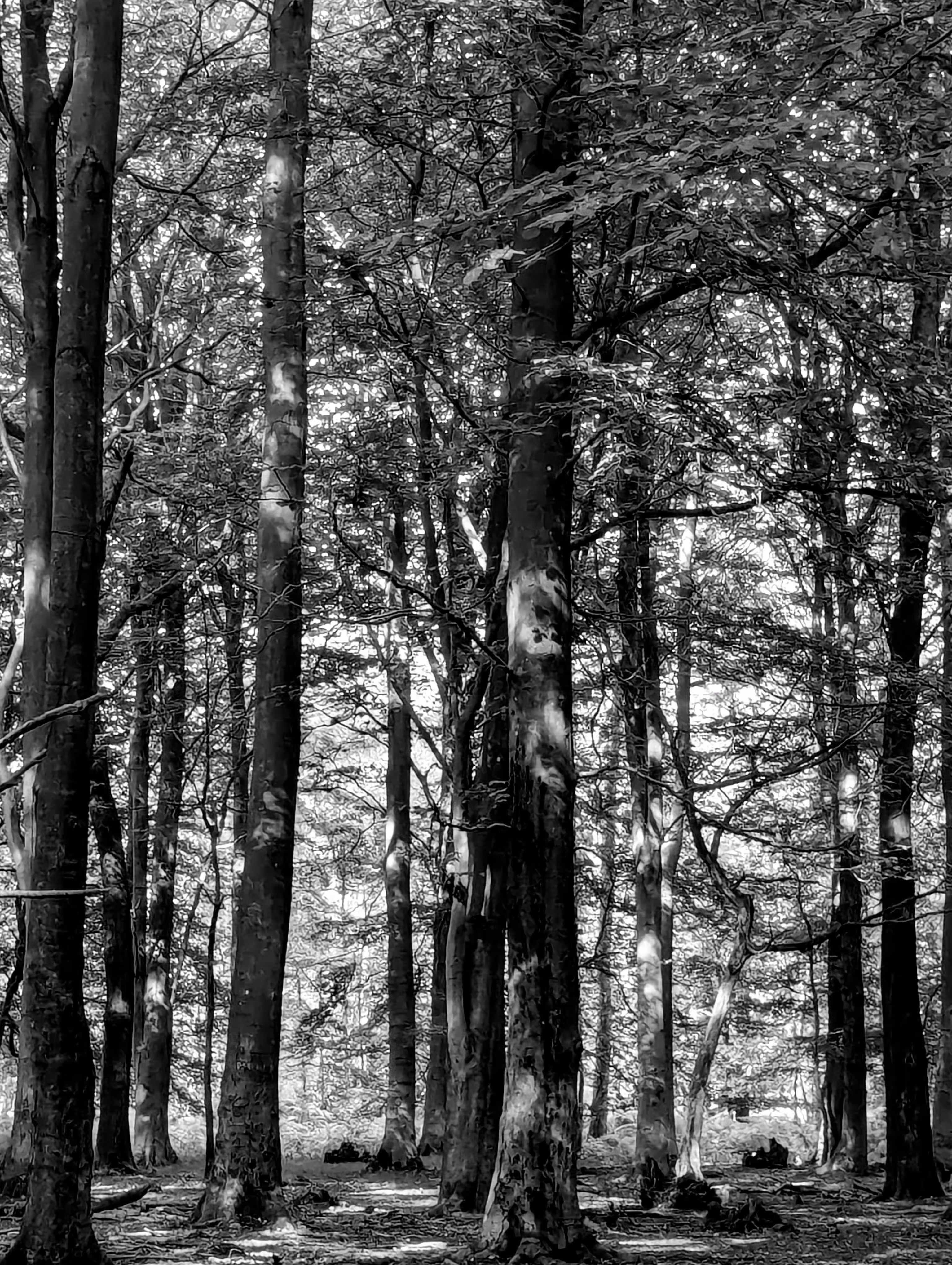 Tree lines