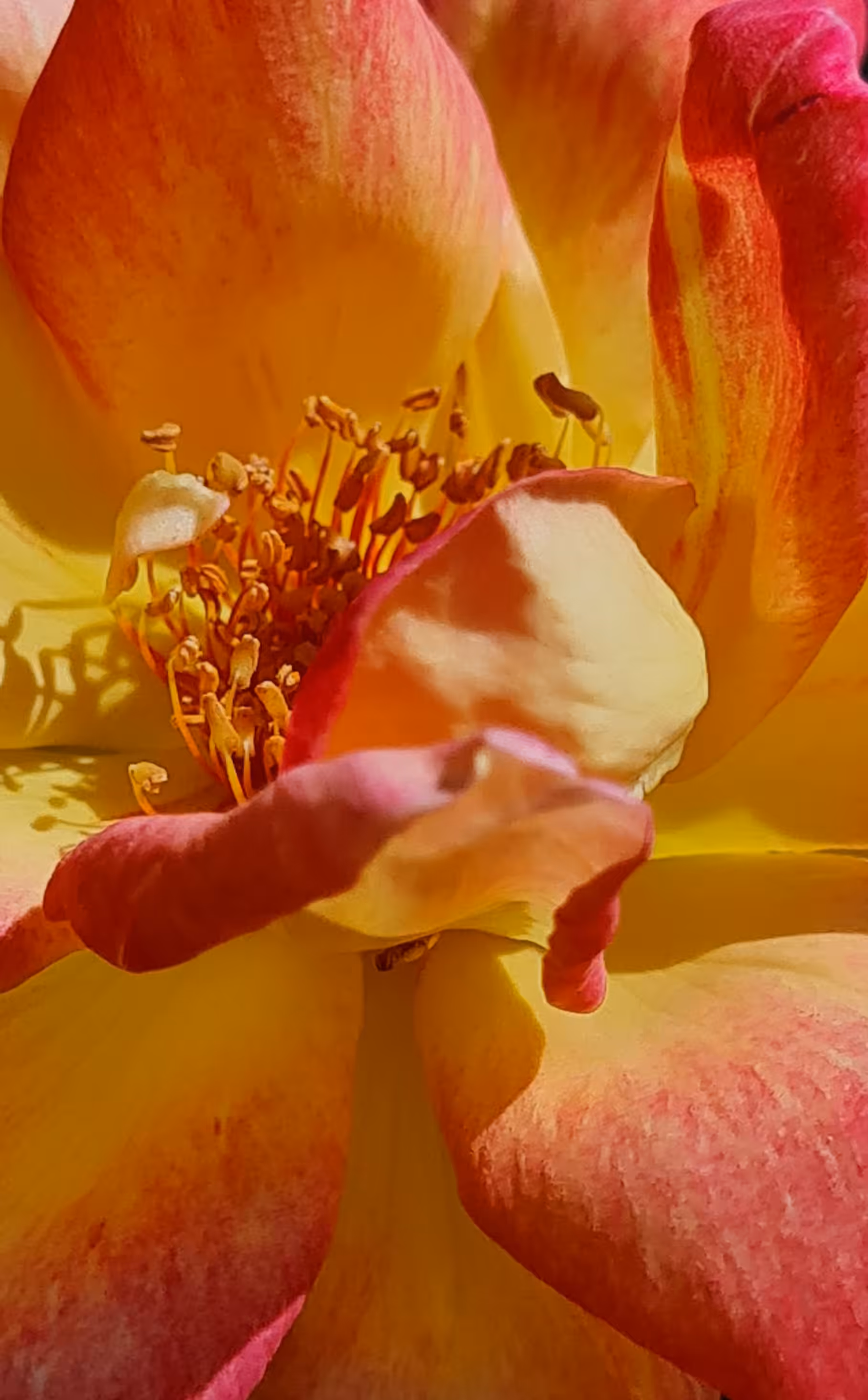 Nectarine rose
