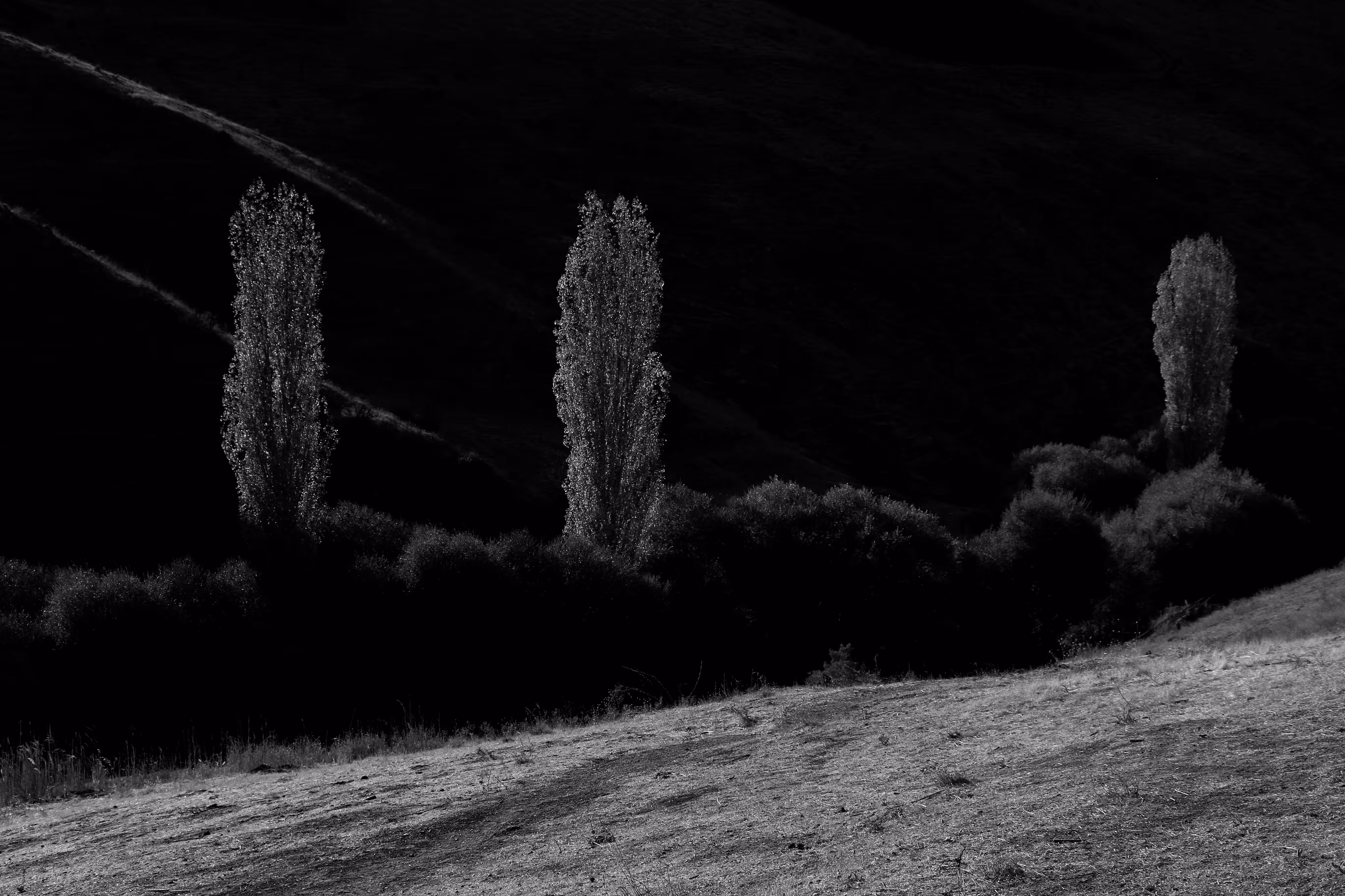 Shining Branches