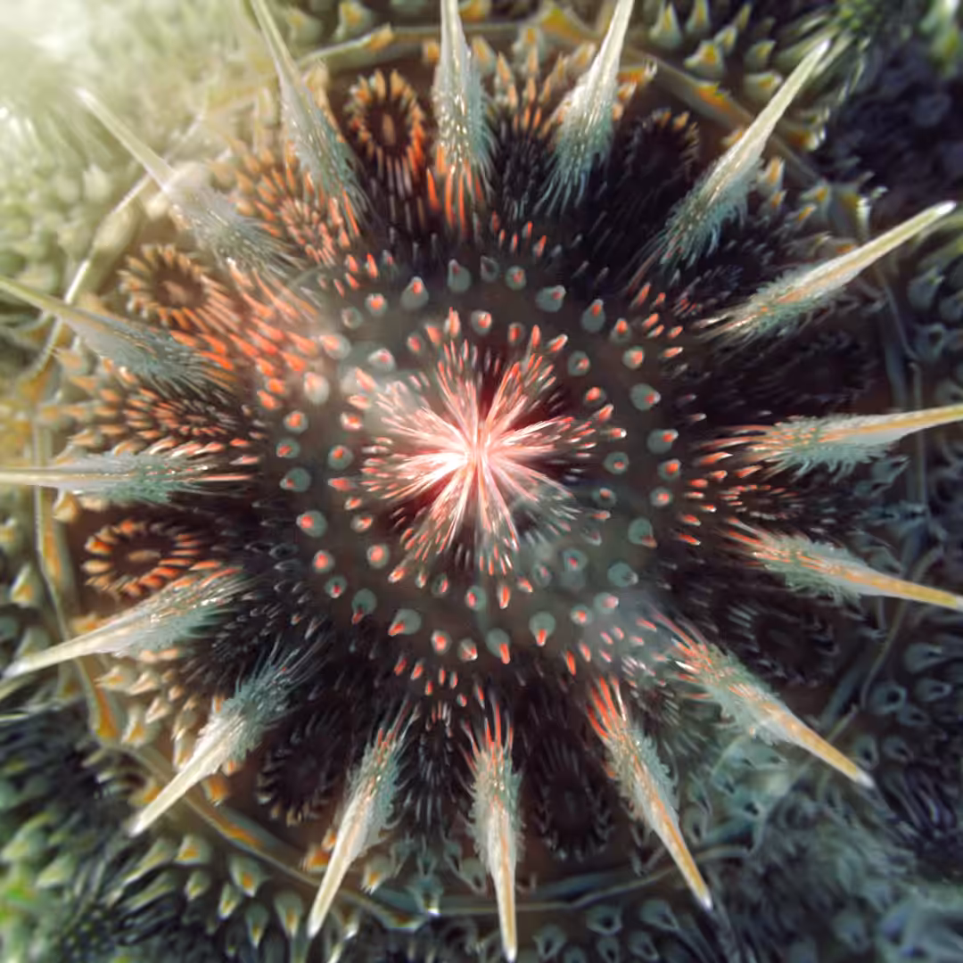 Euclidean vortex