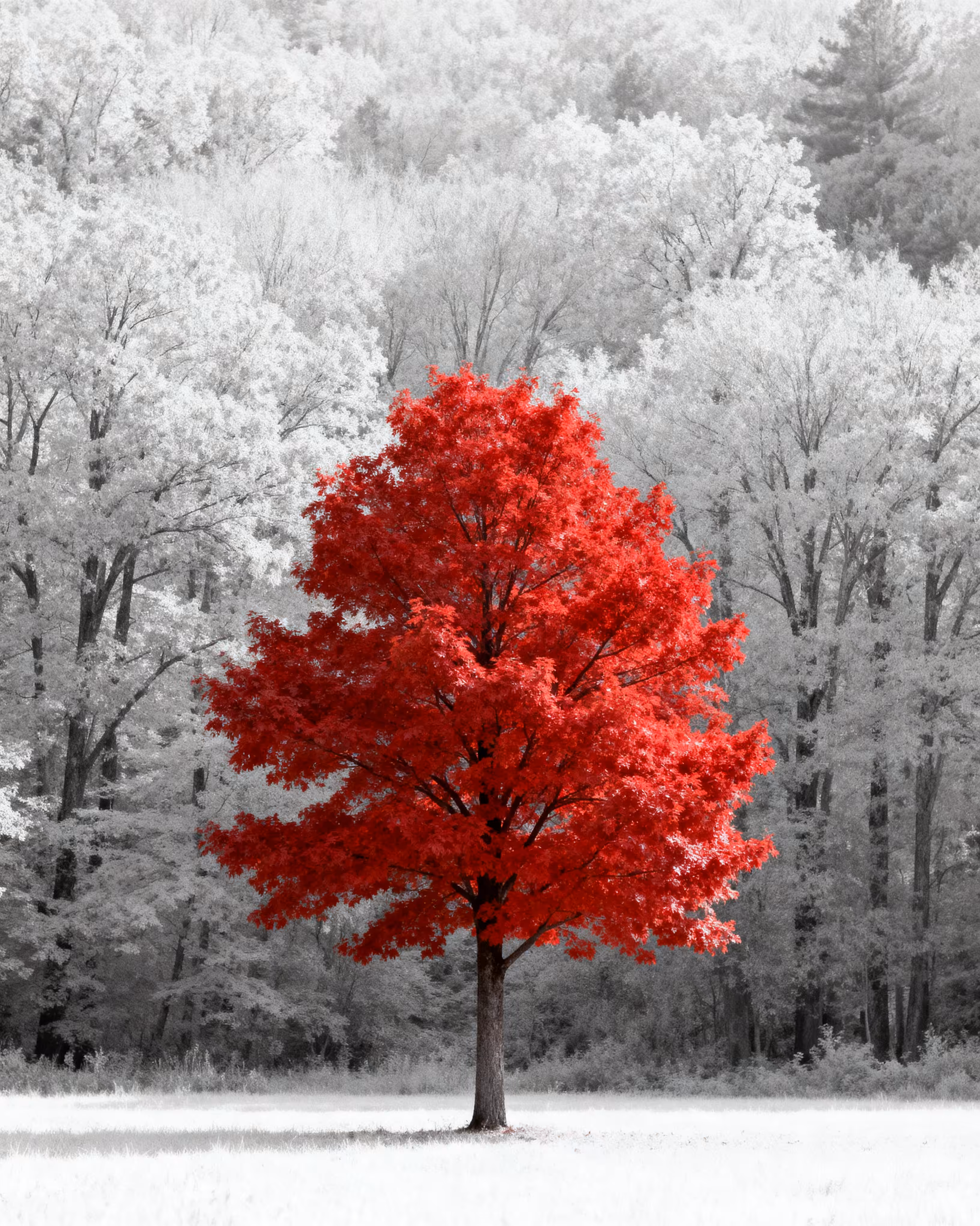Scarlet Echo