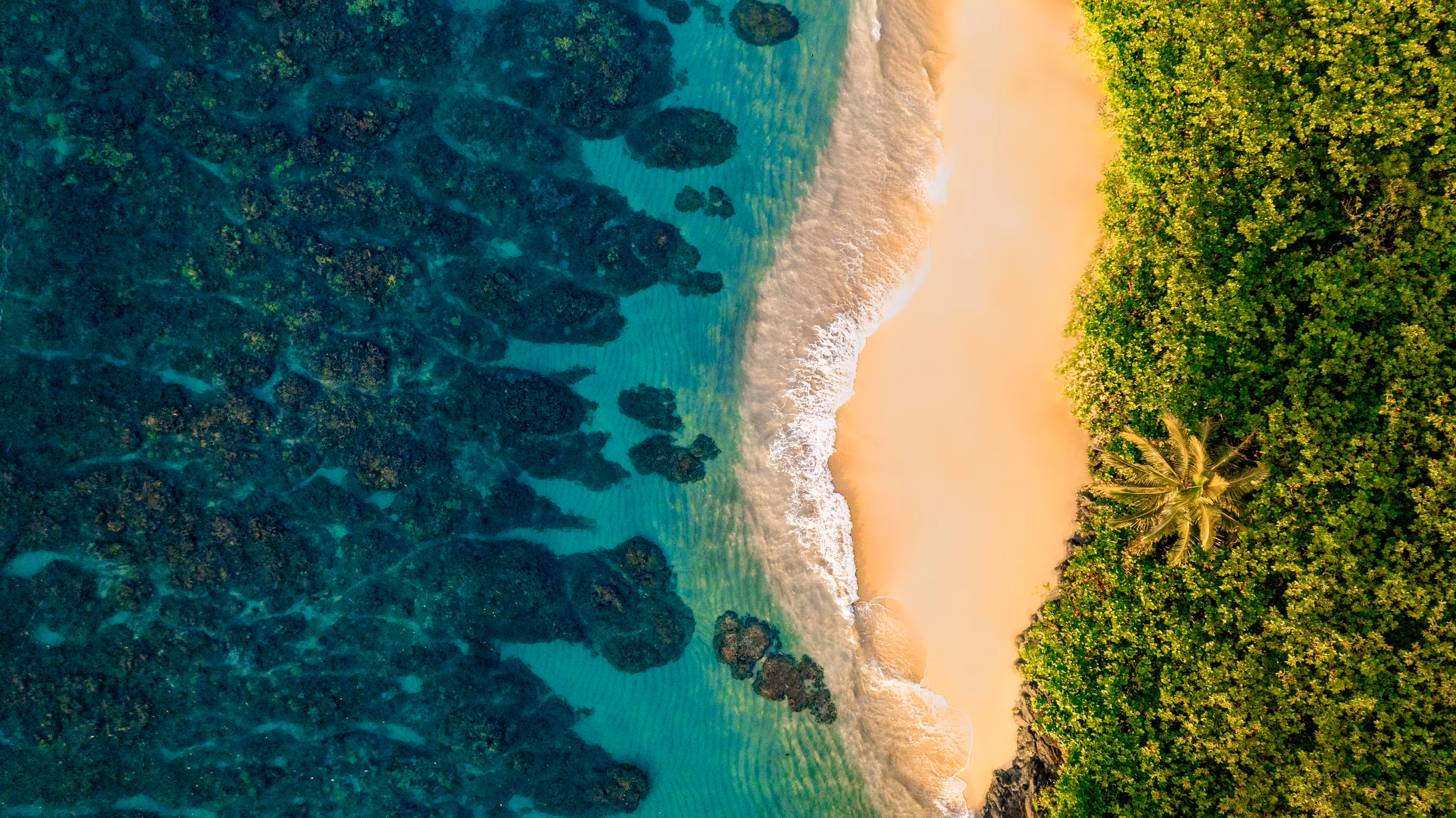Coconut Tree