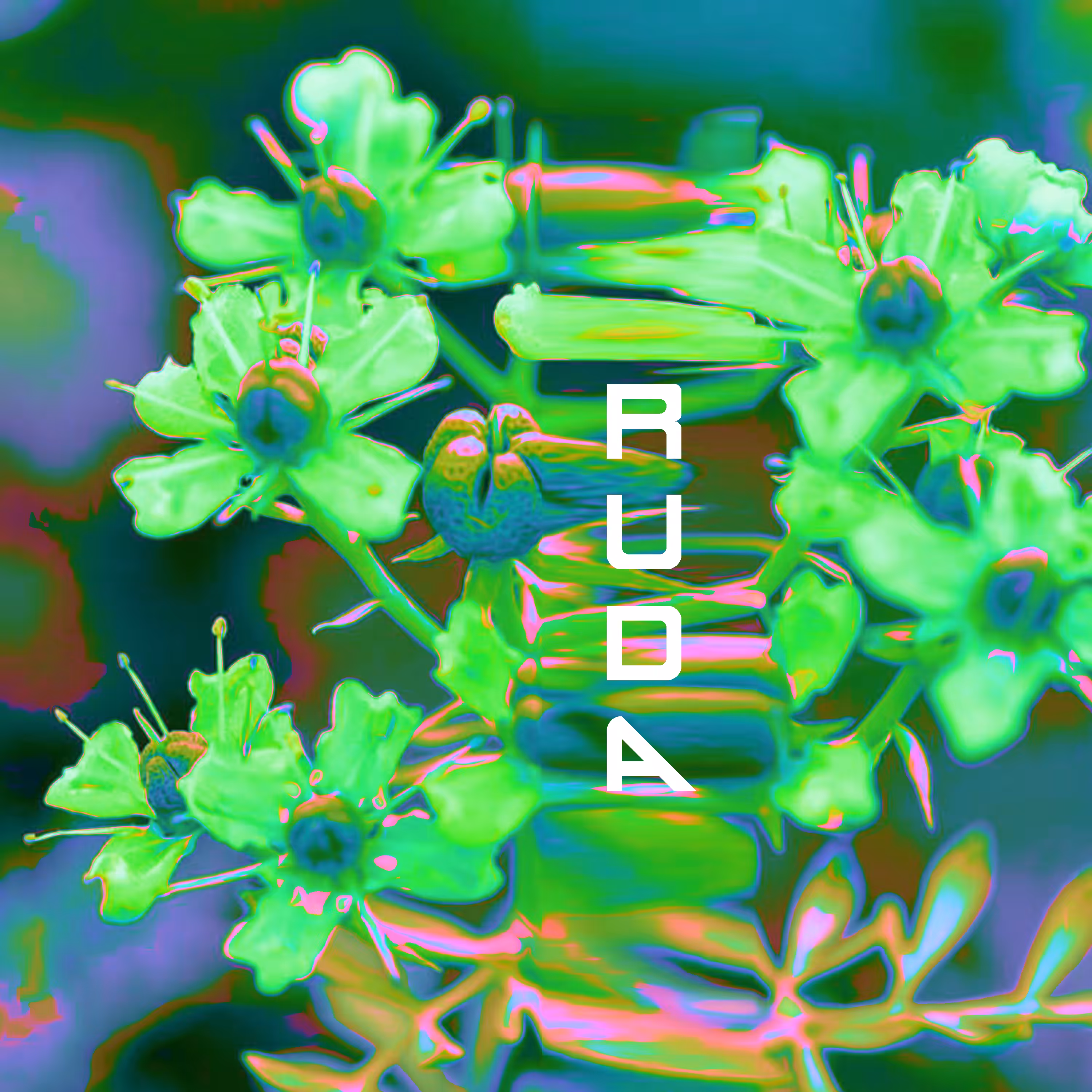 Día 149 - La magia de la Ruda
