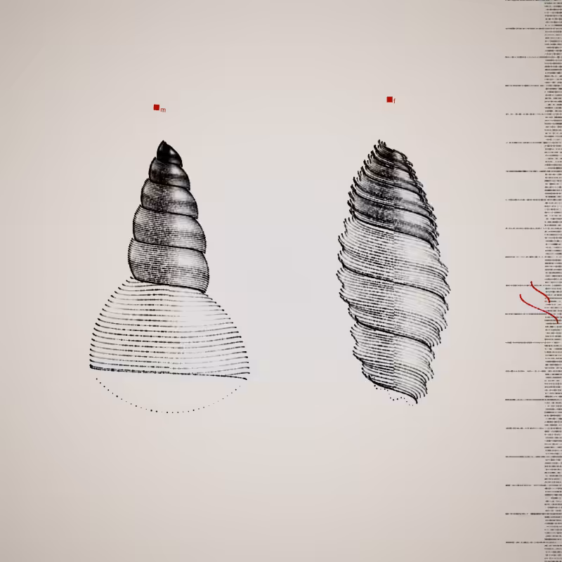 Two Specimen #92