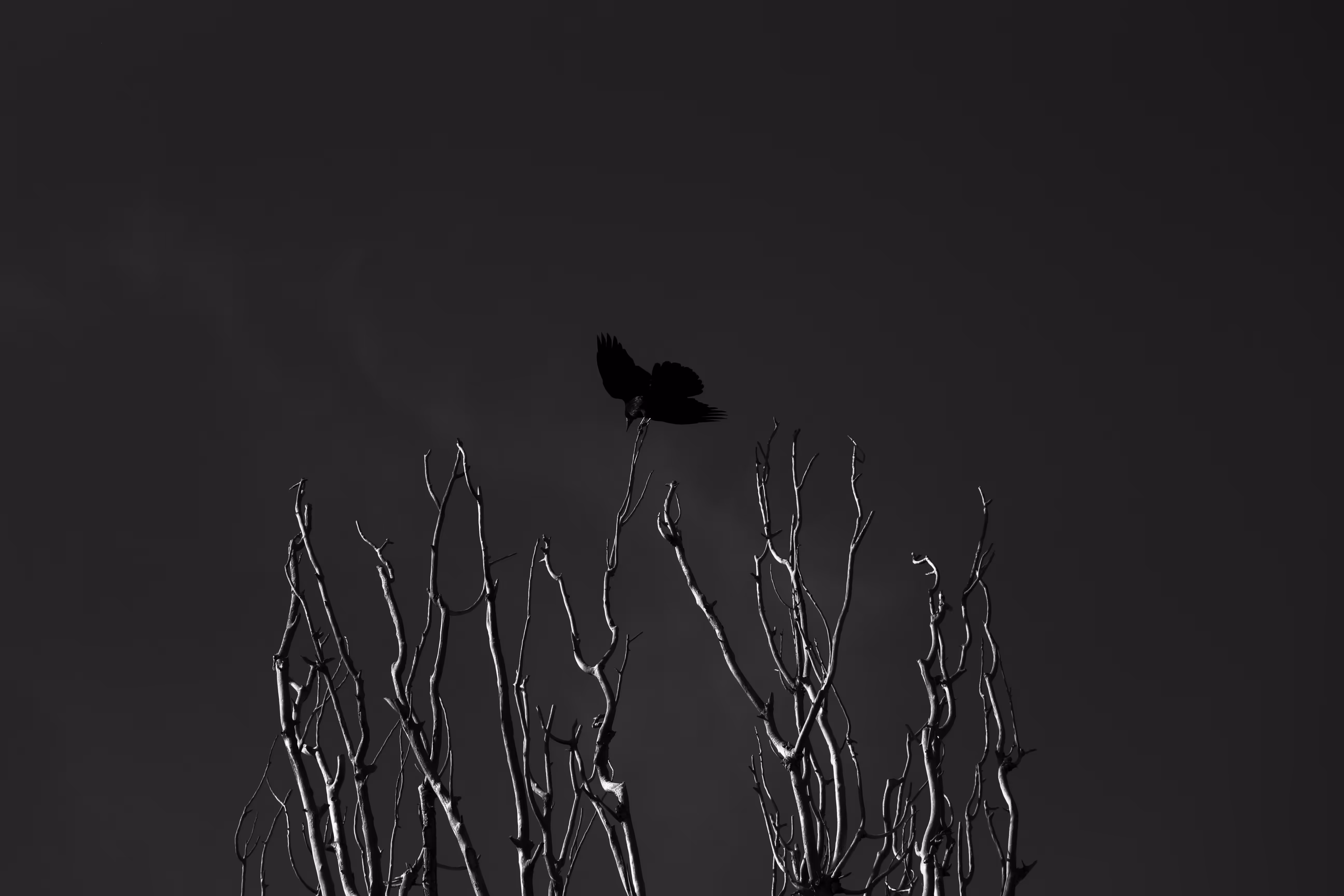 Raven