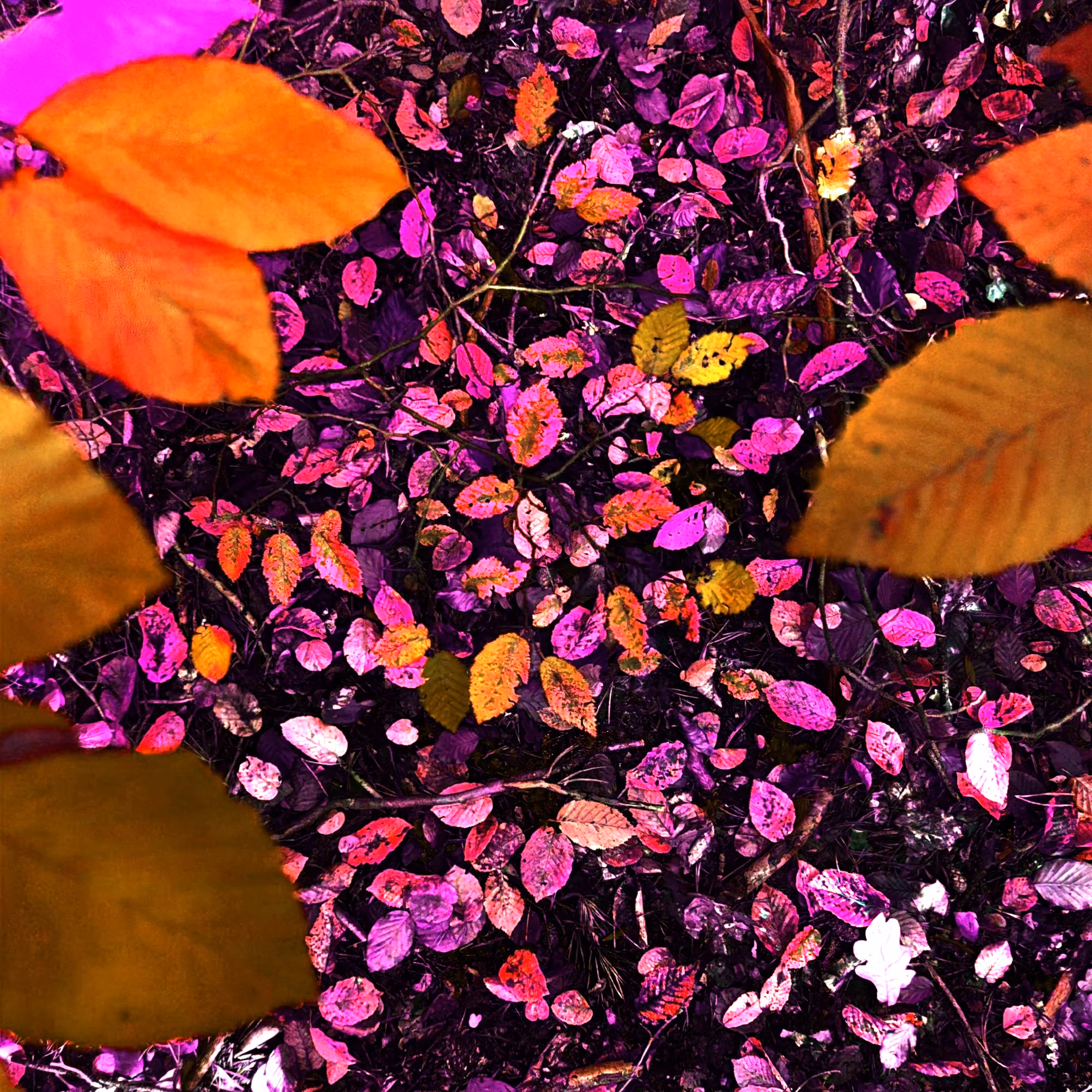 Autonomous Forest Plots: Plot u329n50dy
