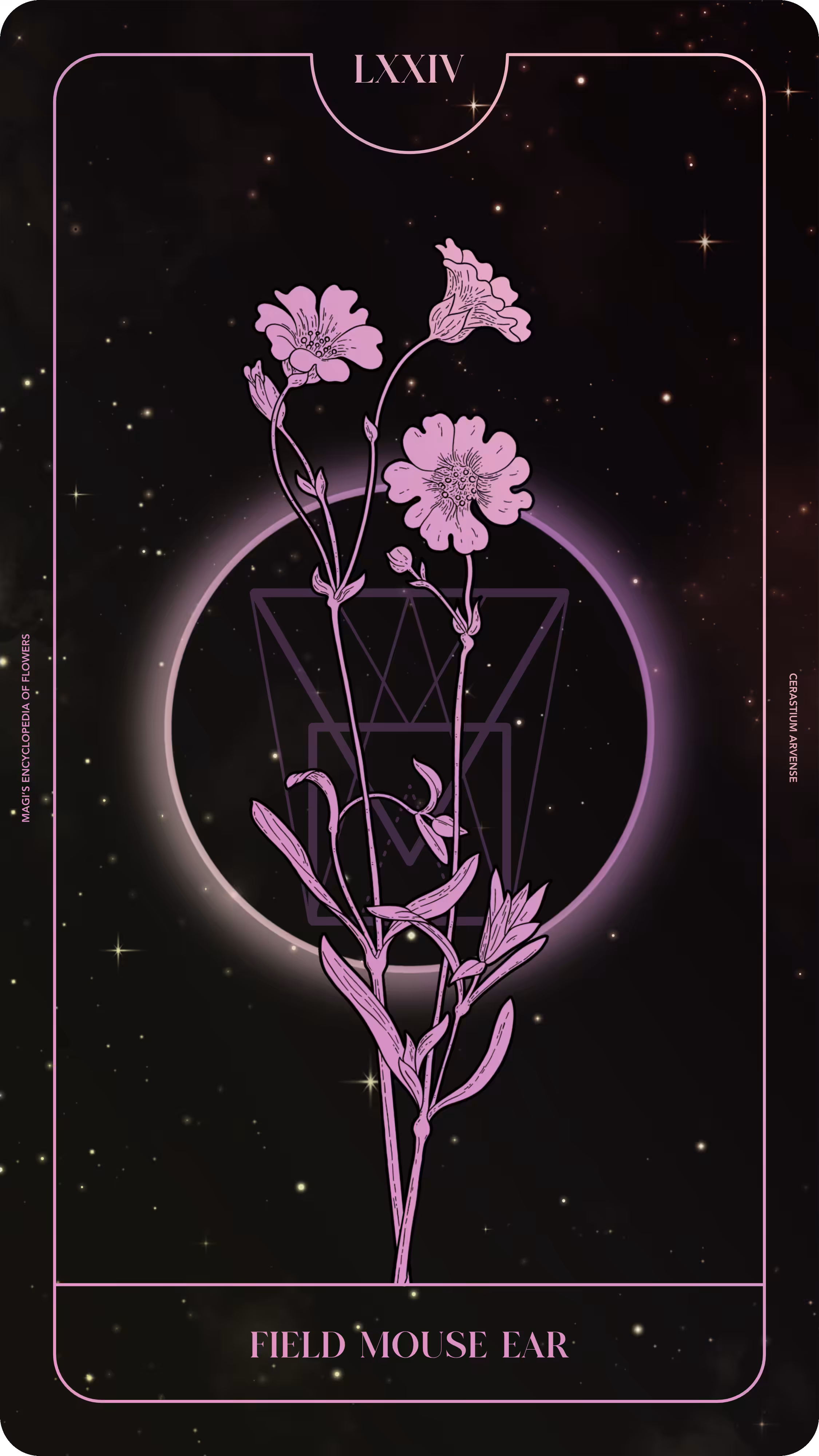 Magi's Encyclopedia of Flowers: 074 Field Mouse Ear