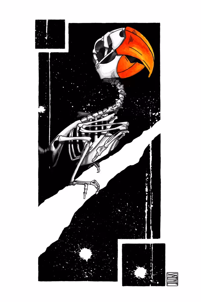 Parrot Skeleton Study