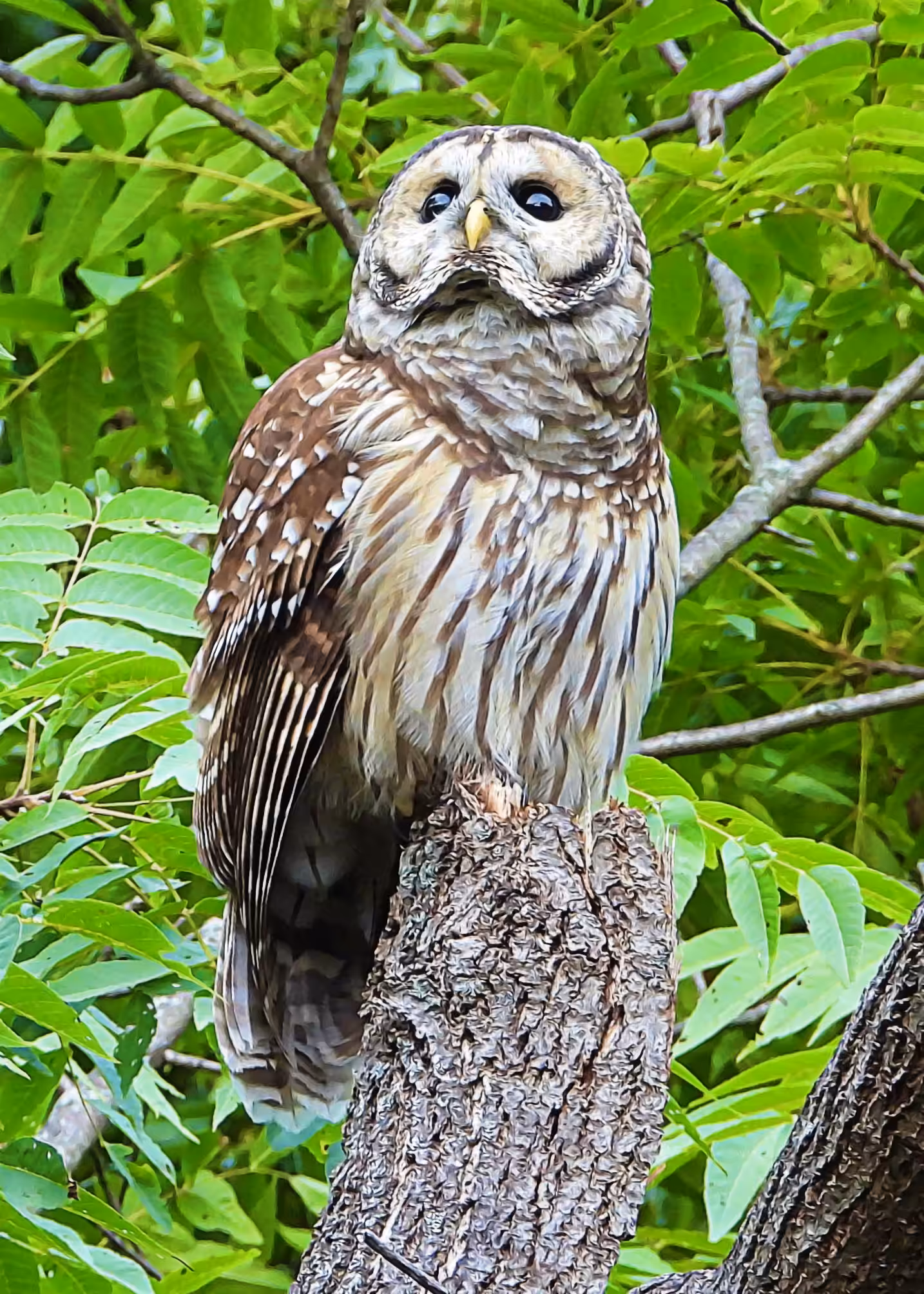 Flocksourced #015 - Barred Owl