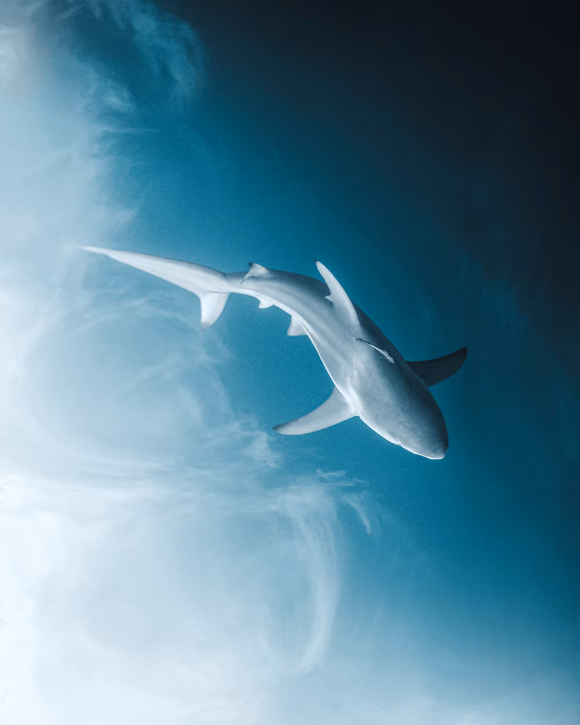 Cloudy with a Chance of Shark