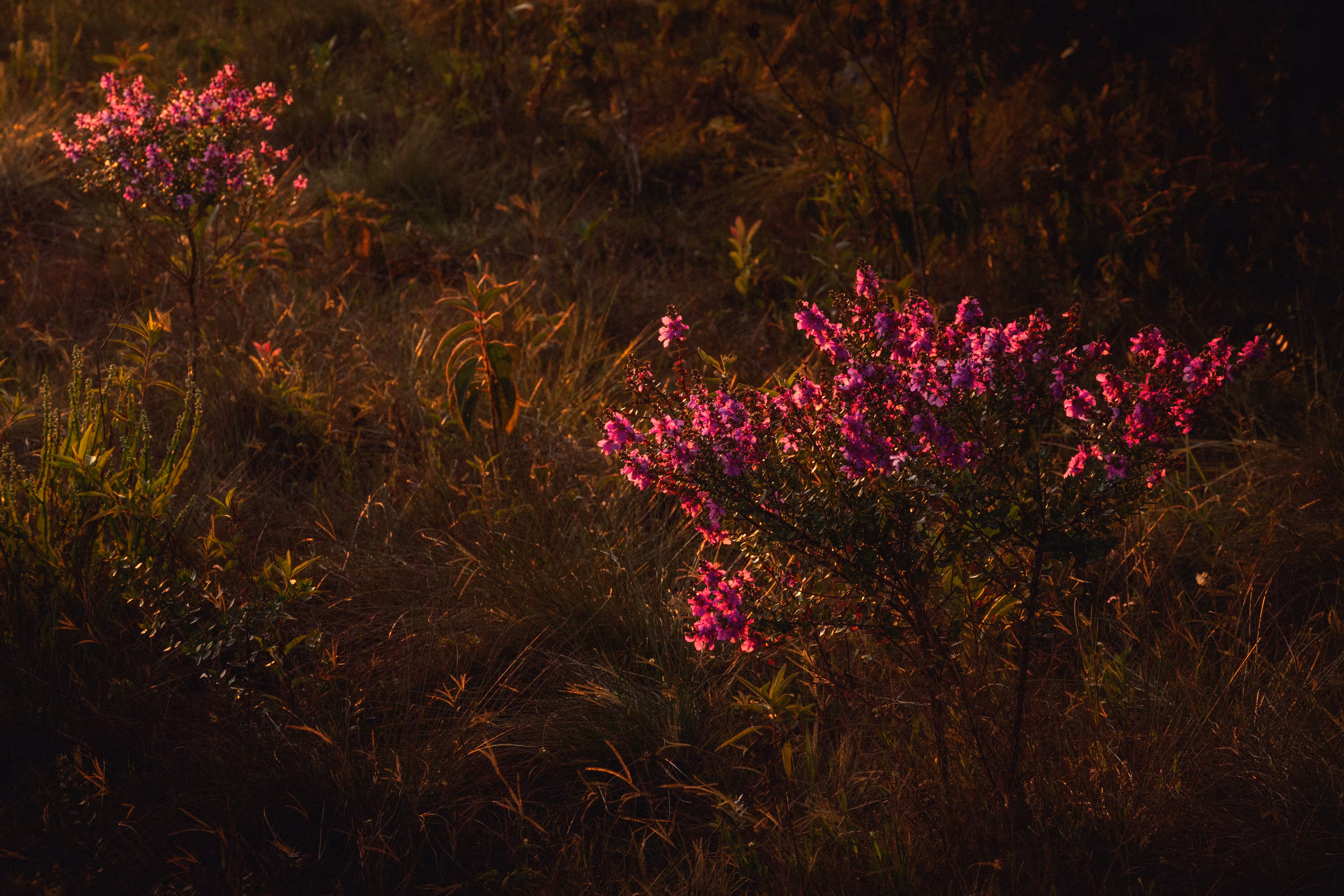 Montane flowers