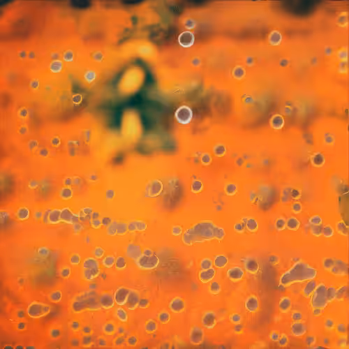 Molecular Atlas #55