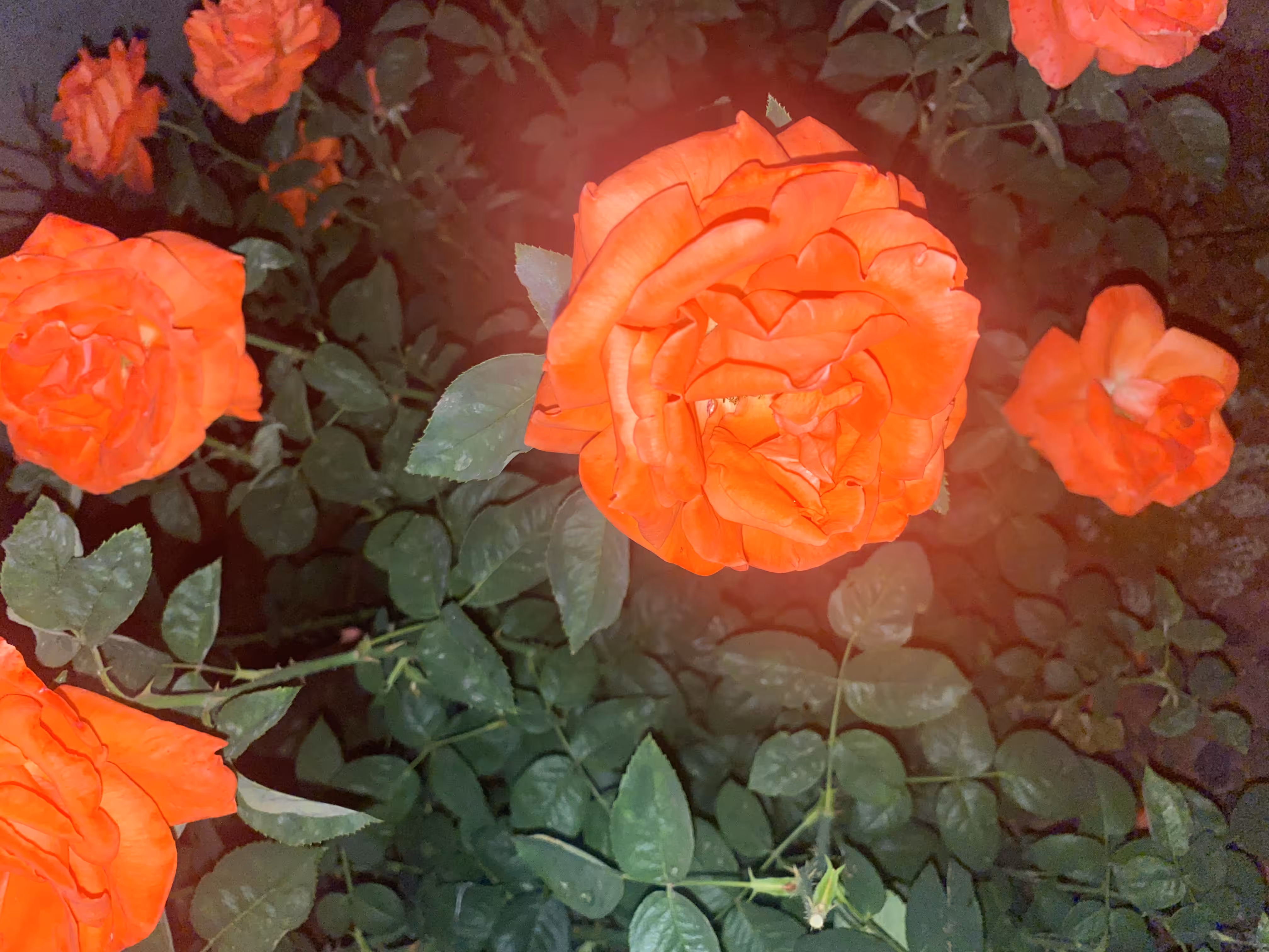 Twilight's Rose Glow