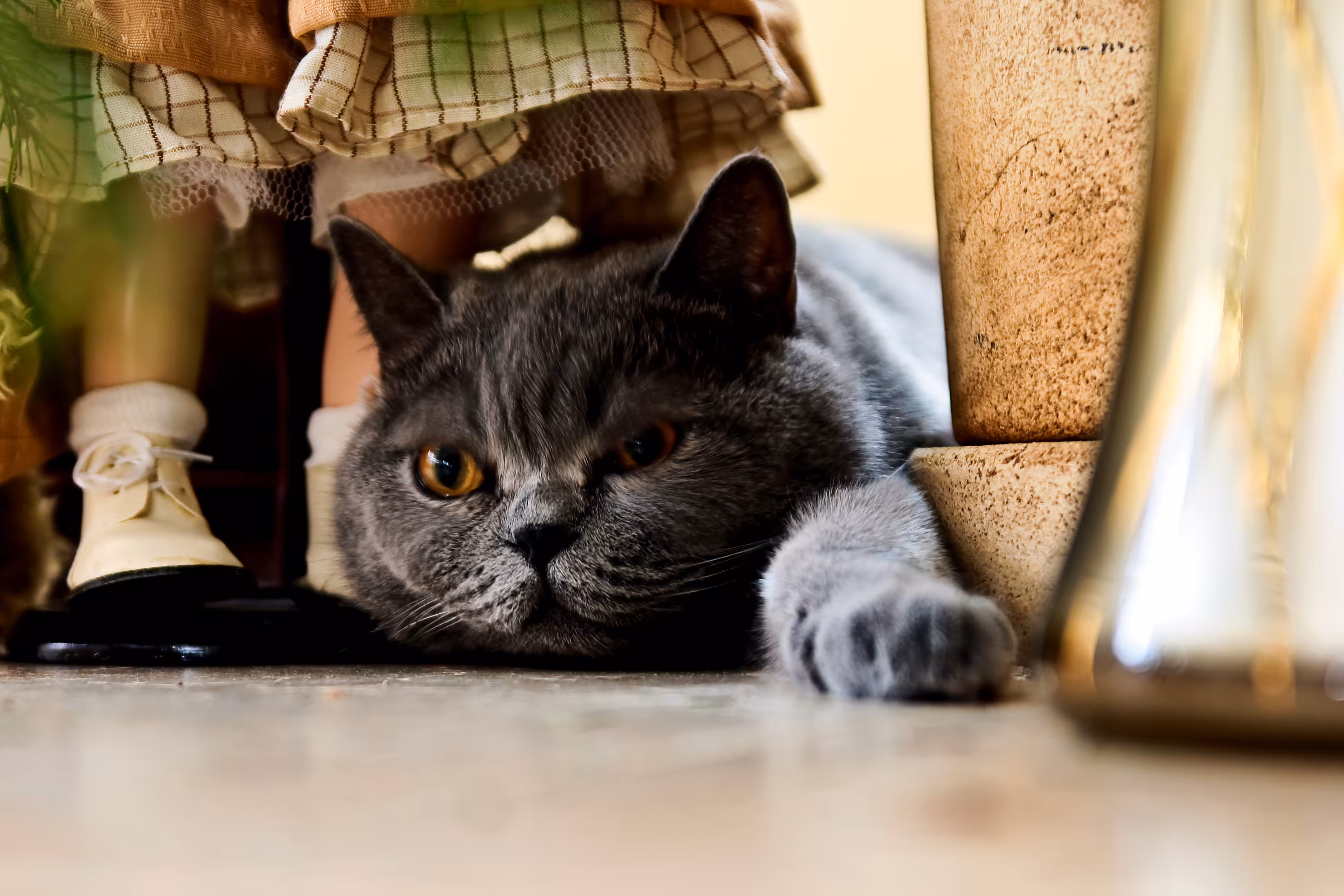 Hidden cat
