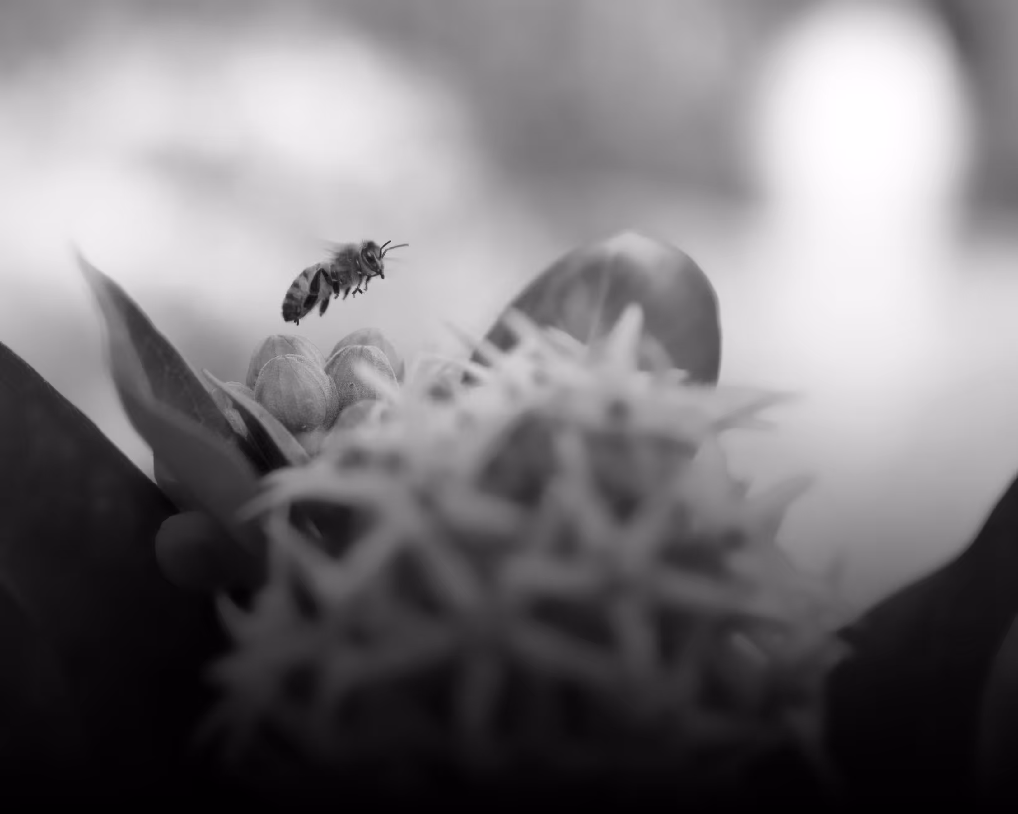 Bee