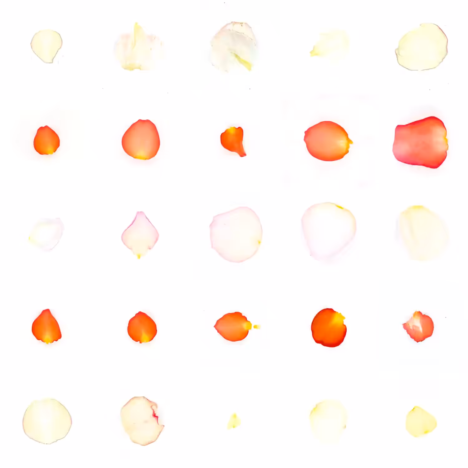 Infinite Petals 5x5#20212
