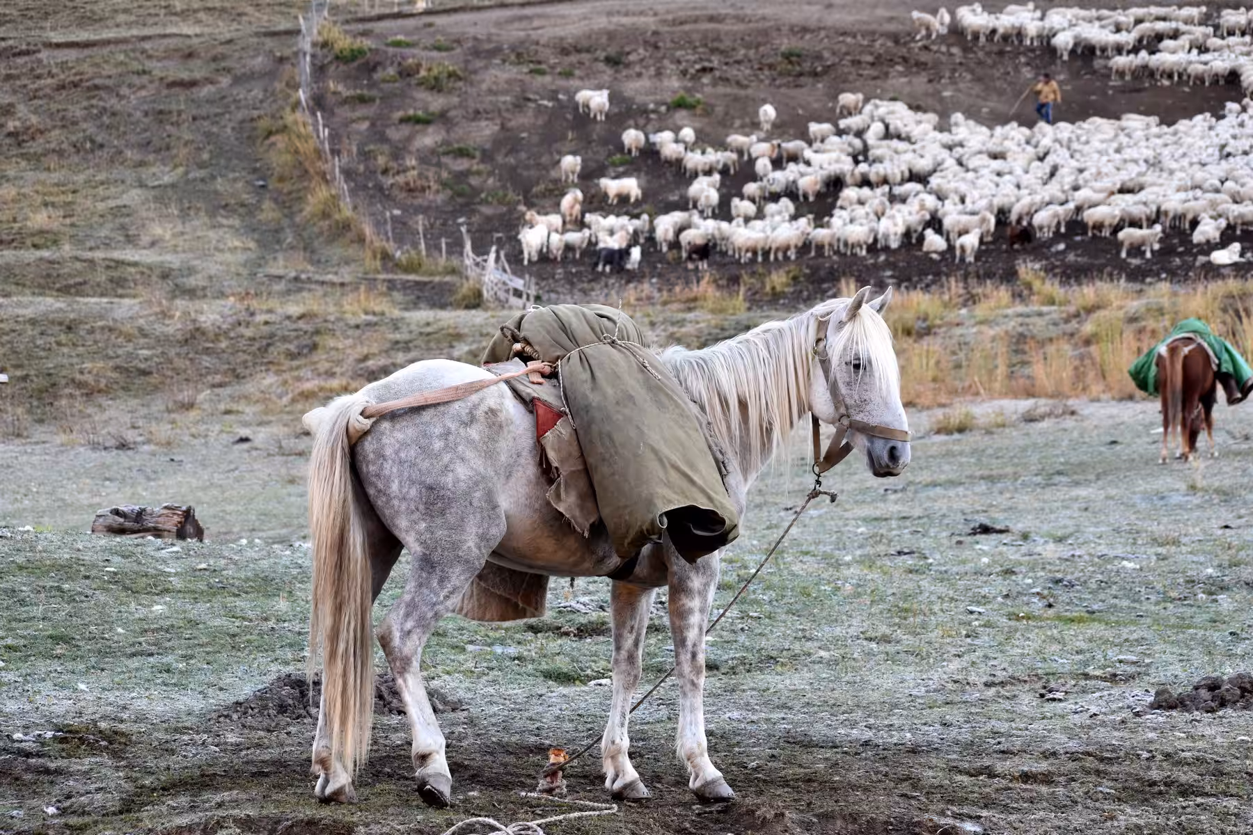 Packhorse