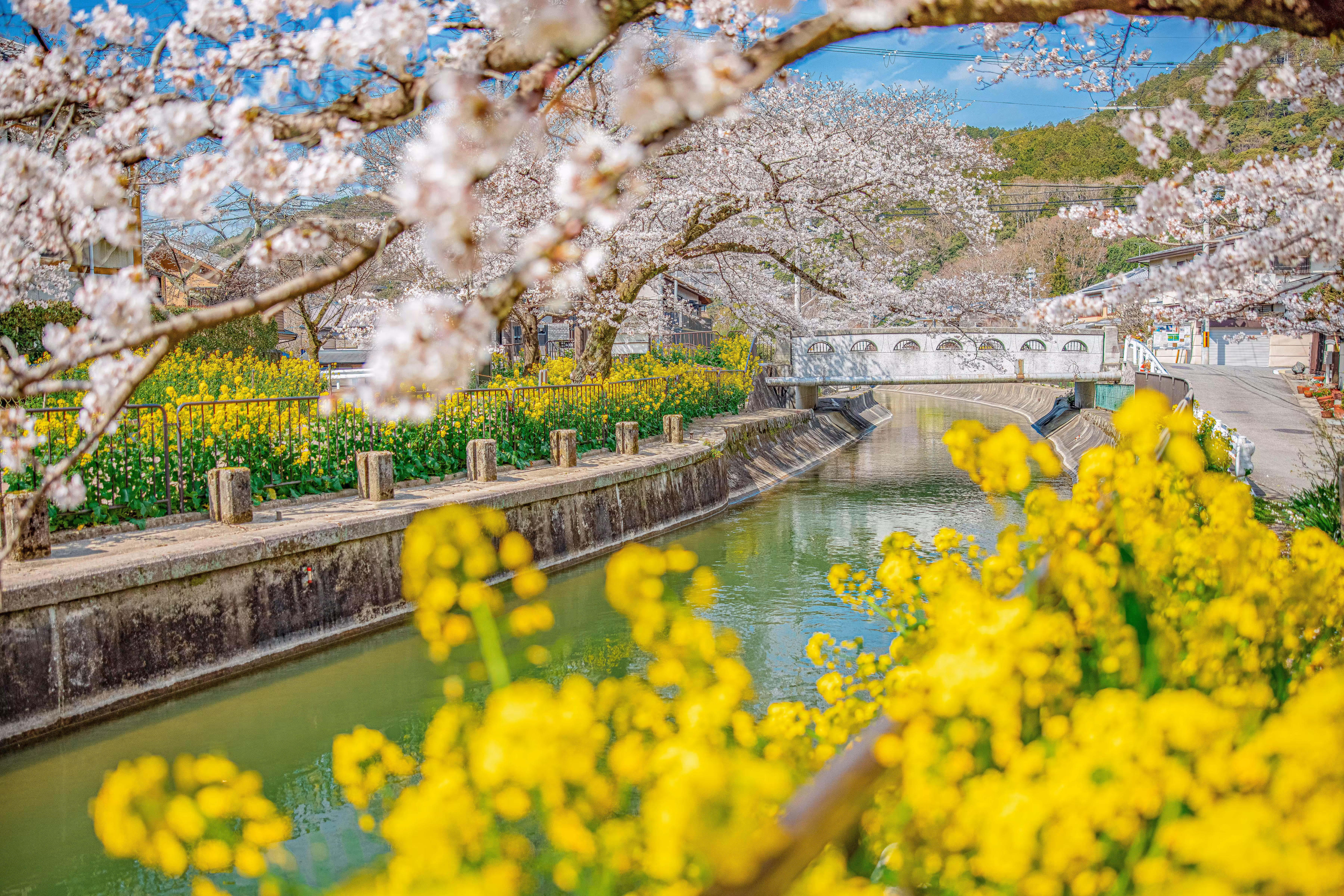 Spring blooming river