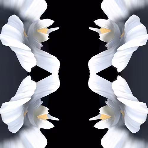 GRAVIZ#50