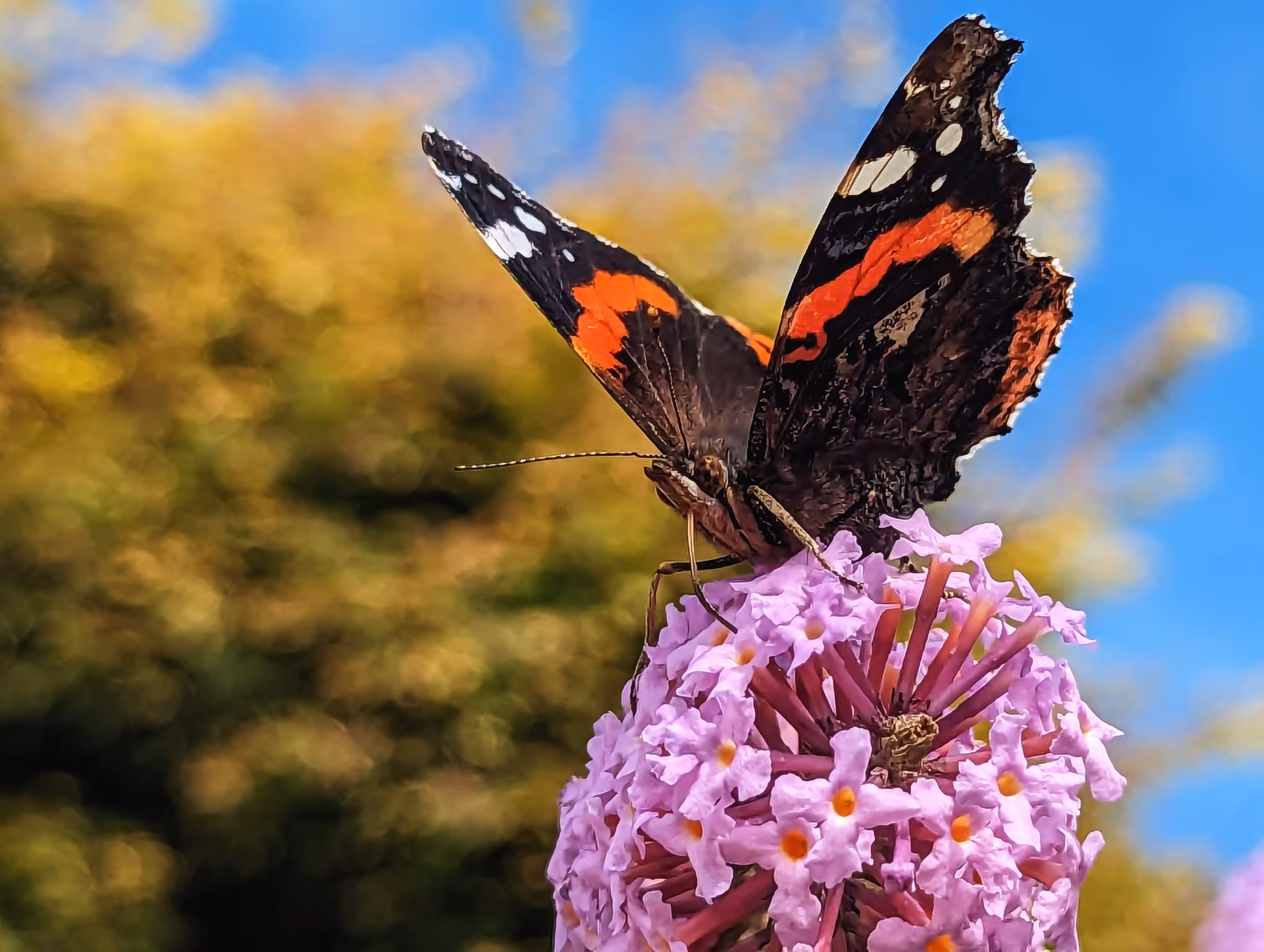 Red admiral and the blue sky